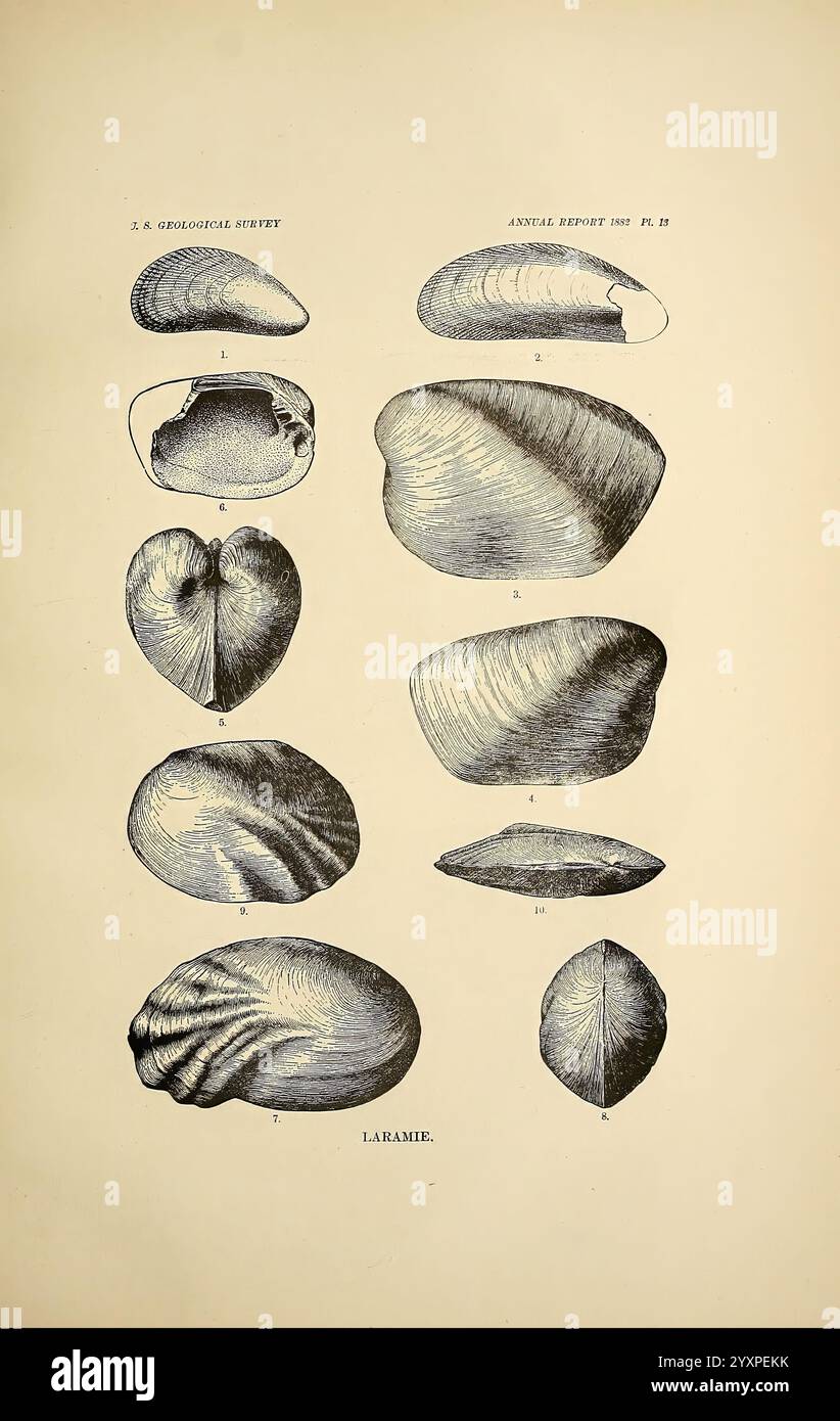 Une revue des mollusques fossiles non marins de l'Amérique du Nord, Washington, U.S.G.P.O, 1883, paléontologie, Amérique du Nord, mollusque, fossile, cette illustration présente une série de dessins détaillés mettant en valeur diverses formes de coquille. La collection présente de multiples formes et tailles de mollusques bivalves, mettant en évidence leurs caractéristiques uniques grâce à un travail au trait précis. Chaque spécimen est étiqueté avec un numéro correspondant, indiquant différents types dans la classification bivalve. L'arrangement permet une comparaison claire des caractéristiques anatomiques distinctes et des textures des coquilles, contribut Banque D'Images