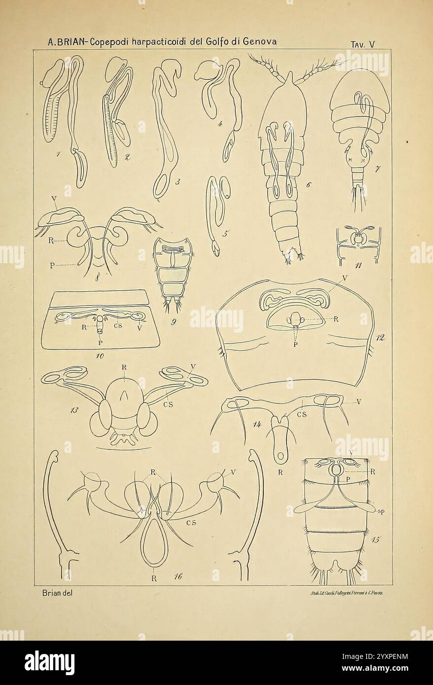 I copepodi Harpacticoidi del golfo di Genova Genova Istituto Sordomuti 1921 Italie Copepoda Harpacticoida, cette illustration présente une série de dessins détaillés de copépodes, en particulier des harpacticoïdes du golfe de Gênes. Les diagrammes présentent diverses structures anatomiques et formes de ces minuscules crustacés, mettant en évidence des caractéristiques telles que les segments du corps, les appendices et les structures reproductrices. Chaque diagramme étiqueté fournit des représentations claires de la diversité et de la complexité de la morphologie des harpacticoïdes, contribuant ainsi à leur classification et à leur compréhension en biologie marine. Le meti Banque D'Images