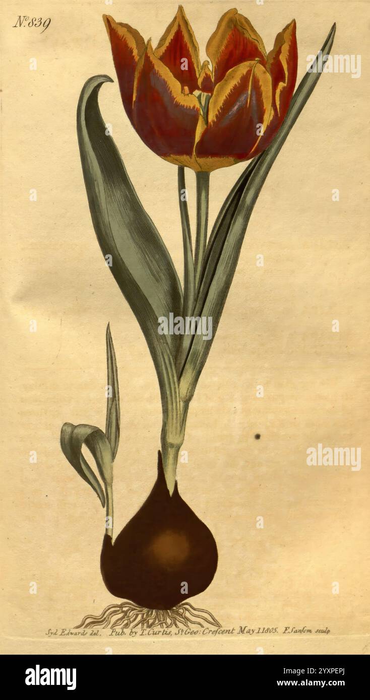 Curtis's Botanical Magazine, Londres, New York, botanique, périodiques, œuvres picturales, Curtis, Tulipa suaveolens, taxonomie : Family= Liliaceae, Tulipa schrenkii, Eurasia, Sydenham Teast Edwards, Une étude botanique magnifiquement illustrée met en valeur une tulipe vibrante en pleine floraison. La fleur présente des pétales rouges et jaunes élégamment disposés, soulignant sa forme et sa texture captivantes. Sous la fleur, des feuilles vertes luxuriantes s'étendent gracieusement, complétant les couleurs vives des pétales. Le bulbe de la tulipe est représenté bien en évidence à la base, donnant un aperçu de la croissance de la plante et de l'anato Banque D'Images