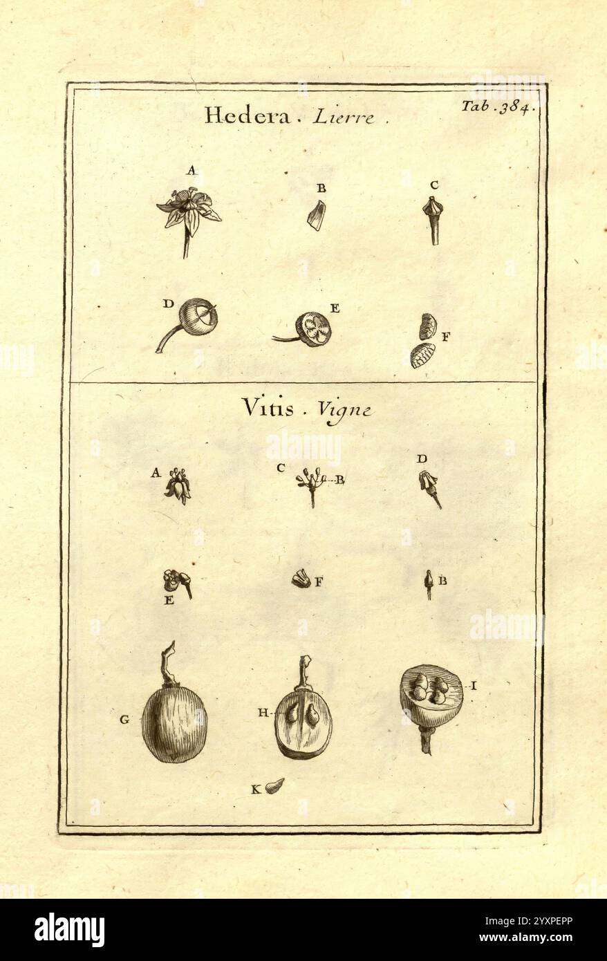 Joseph Pitton de Tournefort, Institutiones Rei herbariae, Parisiis, E Typographia Regia, 1700-[1703], botanique, œuvres pré-linnéennes, l'illustration présente des études botaniques détaillées de deux genres de plantes : Hedera (Ivy) et Vitis (Grape). L'arrangement est méthodique, avec des sections étiquetées présentant diverses parties des plantes. Banque D'Images