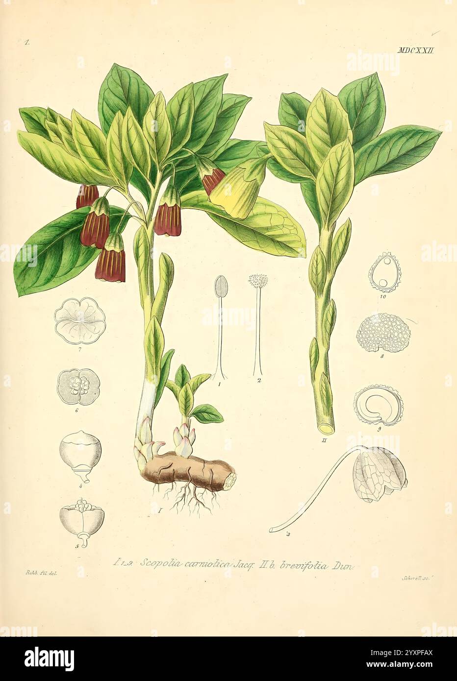 Icones florae Germanicae et Helveticae, simul Pedemontanae, Tirolensis, Istriacae, Dalmaticae, Austriacae, Hungaricae, Transylvanicae, Moravicae, Borussicae, Holsaticae, Belgicae, Hollandicae, ergo Mediae Europae. Lipsiae, F. Hofmeister 1834-1912. [v. 1, 1850], Europe, œuvres picturales, plantes., cette illustration met en valeur les espèces végétales connues pour leurs caractéristiques distinctives, y compris les feuilles allongées et les structures florales uniques. L'image centrale représente la tige, les feuilles et les fleurs de la plante, qui se caractérisent par leurs fleurs en forme de cloche. L'illustration principale est entourée de détails Banque D'Images