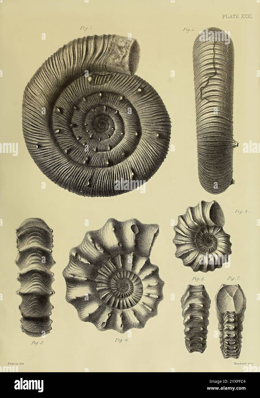 Monographie sur les Lias Ammonites des îles britanniques Londres, imprimée pour la société Palæontographical, 1878-86, ammonoidea, Grande-Bretagne, jurassique, paléontologie., Une collection d'illustrations détaillées présentant diverses ammonites fossilisées. Les figures sont disposées systématiquement, chaque spécimen démontrant sa structure de coquille spiralée unique et ses nervures complexes. Les portions étiquetées indiquent des exemples et des variations spécifiques, soulignant la diversité de taille et de forme parmi ces anciennes créatures marines. Les illustrations servent d'étude scientifique, mettant l'accent à la fois sur l'esthétisme Banque D'Images