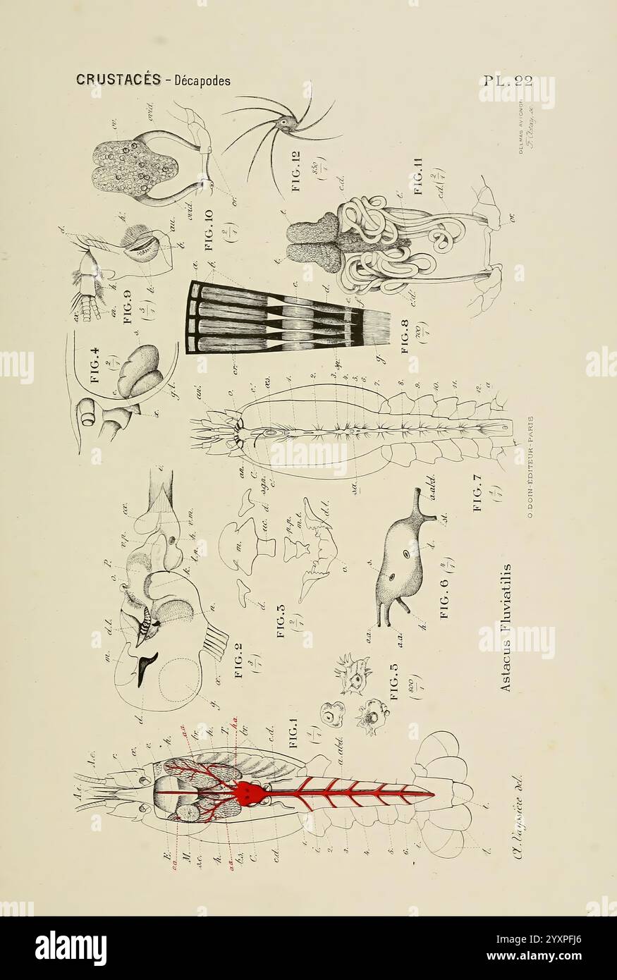 Atlas d'anatomie comparée des invertébrés, Paris, Doin,1890 anatomie, vers, arthropode, invertébrés, mollusques, cnidaires, échinodermates, cténophores, protozoaires, anatomie comparée des mésozoaires, cette illustration présente des représentations scientifiques détaillées de divers crustacés décapodes. La composition comprend des diagrammes méticuleusement étiquetés mettant en évidence des structures anatomiques telles que la carapace, l'abdomen et les appendices. Chaque composant est numéroté et correspond à un texte descriptif, fournissant un aperçu de leur physiologie et morphologie. Des sections supplémentaires décrivent des fonctionnalités spécifiques telles que le g Banque D'Images