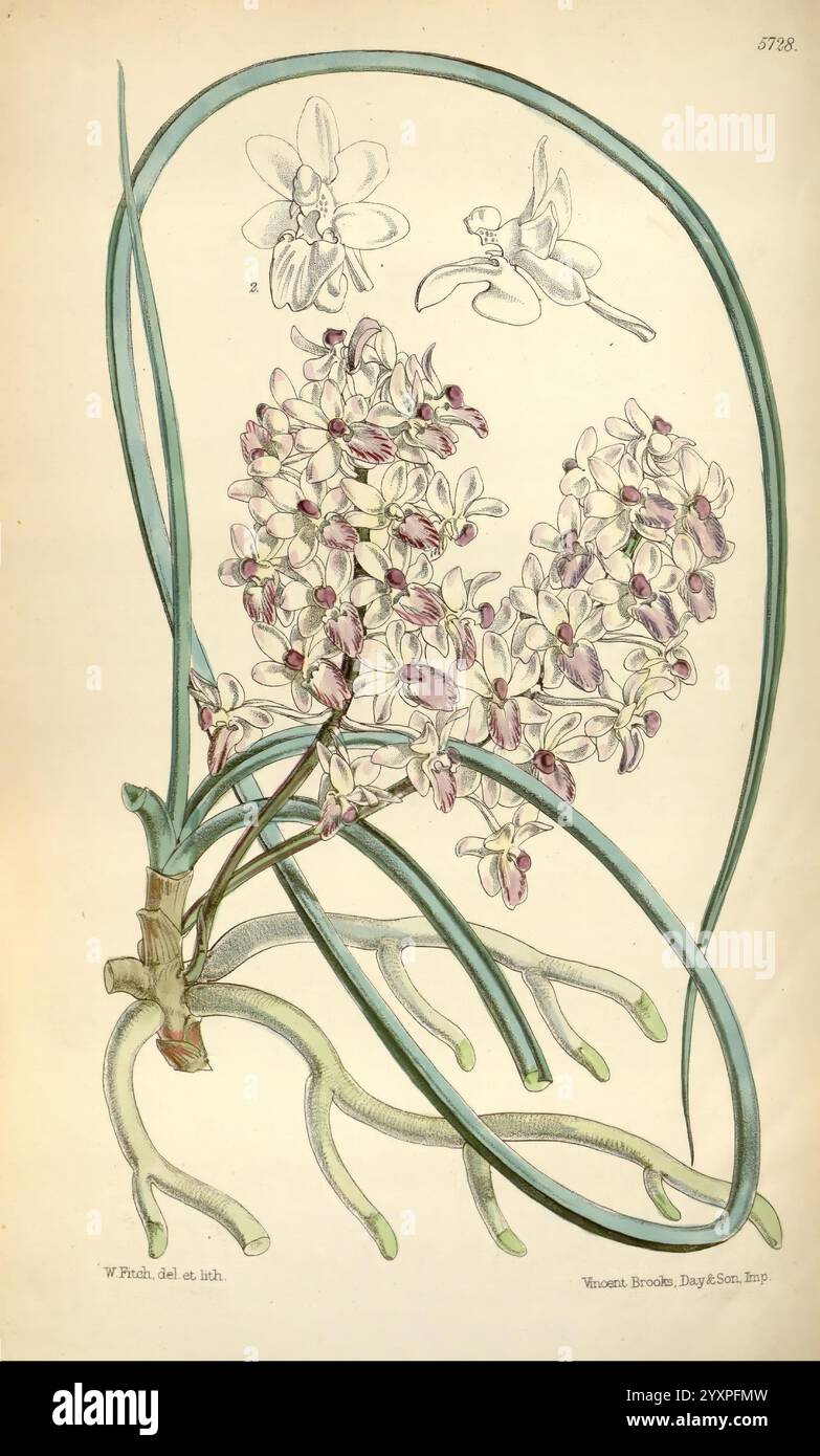 Curtis's Botanical Magazine London New York Botanical illustration botanique périodiques botaniques œuvres picturales plantes ornementales Curtis, Une illustration botanique présentant une représentation détaillée d'une espèce d'orchidée, mettant en valeur des grappes de fleurs délicates avec des motifs complexes dans les tons de violet et de blanc. La composition comprend des feuilles vertes allongées qui s'arquent gracieusement autour de l'arrangement floral. Au-dessus de la grappe florale principale, il y a des croquis supplémentaires de fleurs individuelles, soulignant leur structure unique. Le dessin est méticuleusement étiqueté, soulignant l’attention de l’artiste pour bot Banque D'Images
