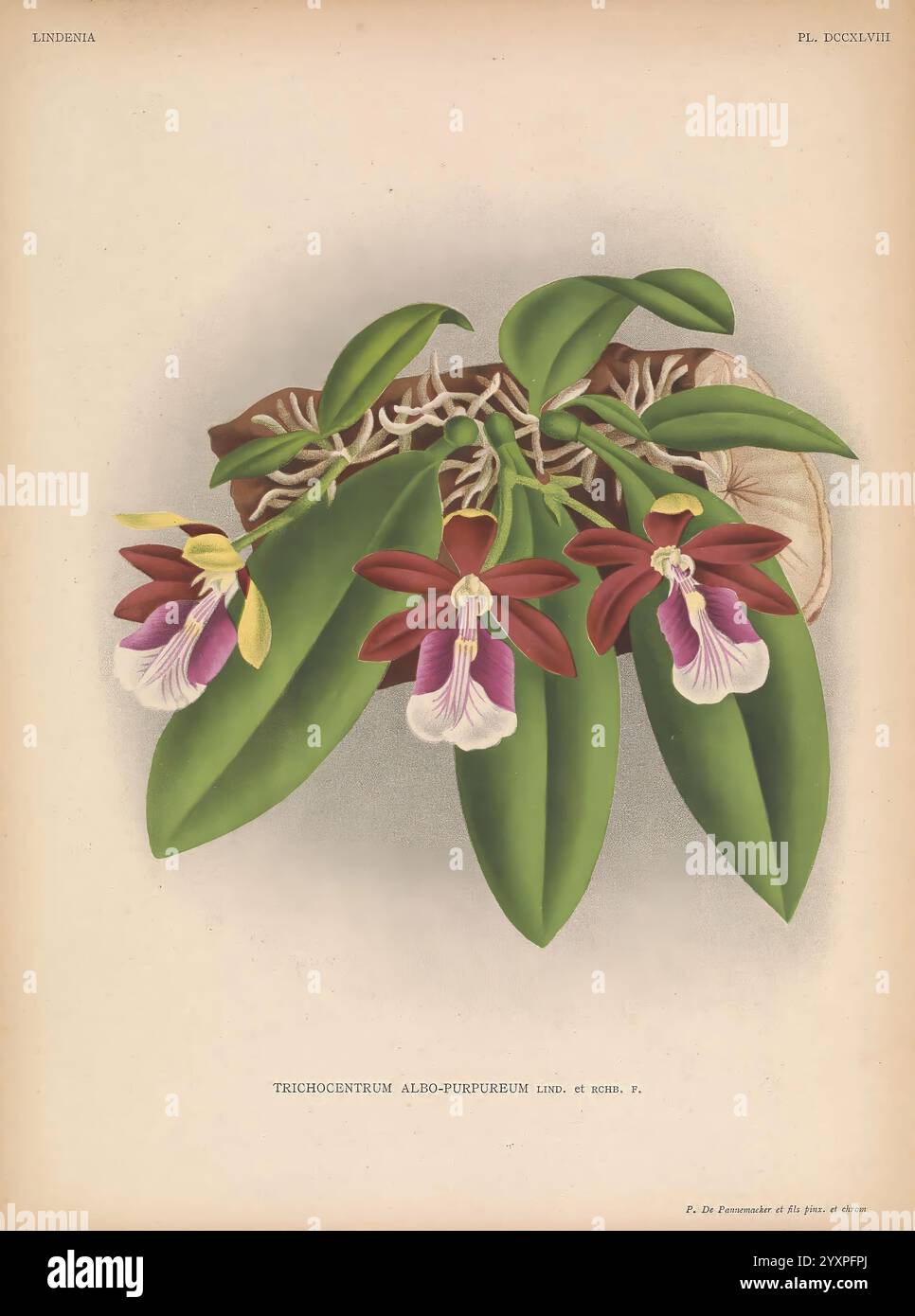 Lindenia, Gand [Belgique], Impr. F. Meyer-van Loo, 1885-1906, classification, guides, nomenclature, nomenclature populaire, Orchidaceae, orchidées, œuvres picturales, terminologie, fleurs, tiges, feuilles, Une représentation magnifiquement illustrée de l'orchidée Trichocentrum alao-purpuratum. La composition présente des fleurs vives et riches marron et violettes contrastées avec de délicates marques blanches et jaunes. Les feuilles vertes luxuriantes offrent une toile de fond saisissante, mettant en valeur les détails floraux des fleurs. L'arrangement met l'accent sur les formes et les textures complexes des fleurs et des folia Banque D'Images