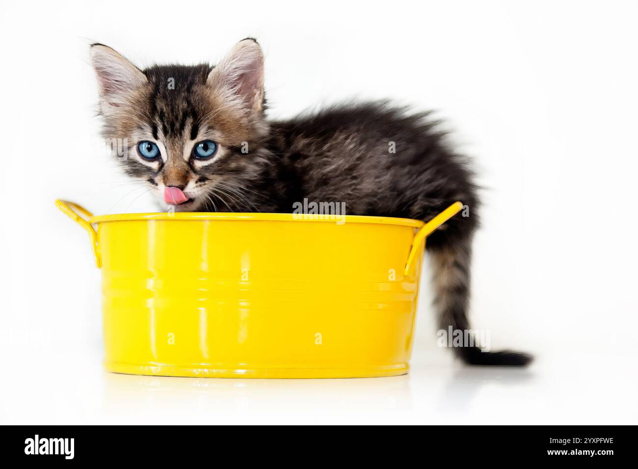 Chaton tabby mignon avec des yeux bleus dans un seau jaune Banque D'Images