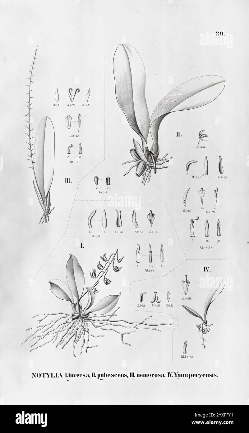 Flora brasiliensis, enumeratio plantarum chez Brasilia hactenus detectarum. Monachii et Lipsiae [Munich et Leipzig], R. Oldenbourg, 1840-1906, Brésil, Allemagne, gravure, botanique, 1840, non coloré, botanistes, œuvres picturales, supports graphiques., l'illustration présente des dessins botaniques détaillés de la plante Notylia, mettant spécifiquement en évidence les espèces Linversa, pubescens et monroesa, ainsi qu'une représentation de Yandopereyensis. Différentes parties de la plante sont méticuleusement étiquetées, mettant en valeur la structure des feuilles, des fleurs et des éléments reproducteurs. Chaque élément est numéroté et présenté avec pr Banque D'Images