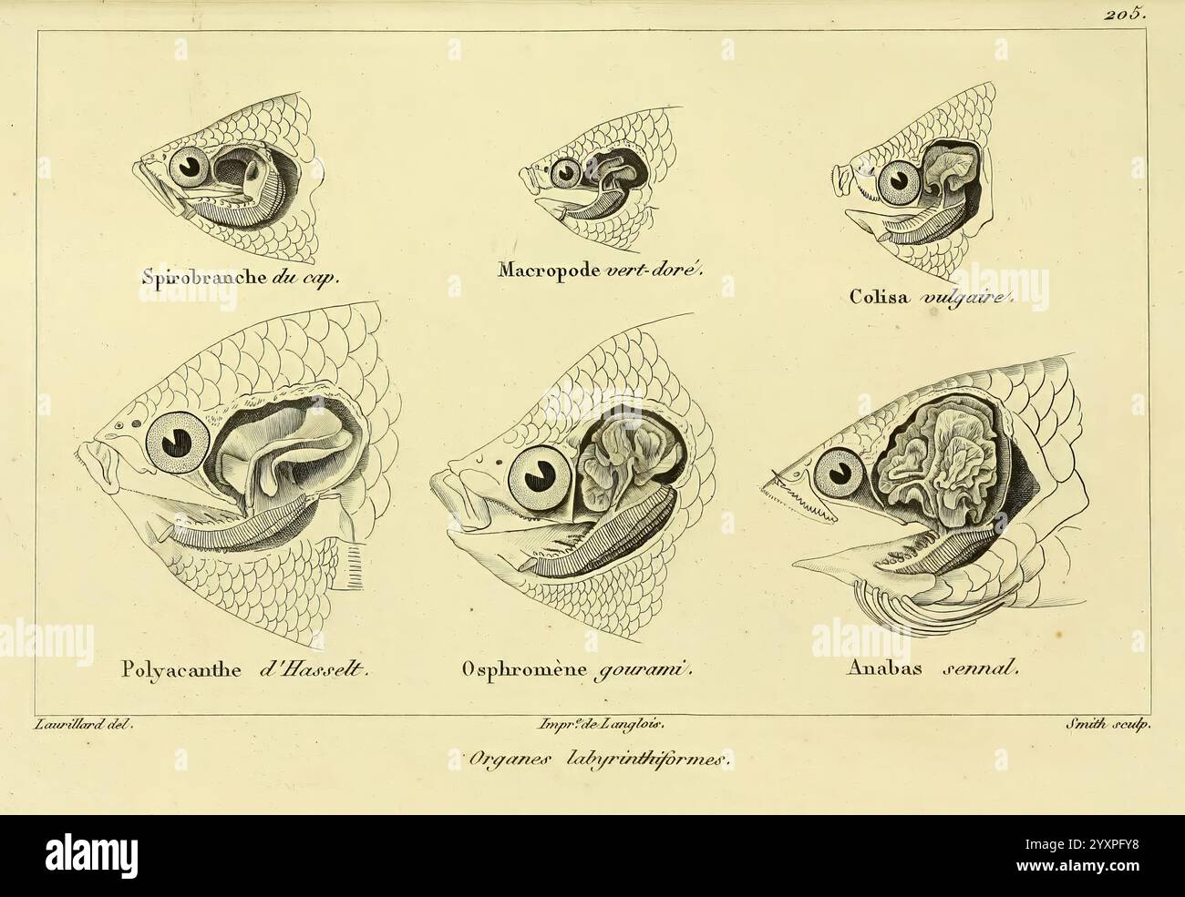 Histoire naturelle des poissons Paris chez F. G. Levrault 1828-1849 Ichthyology Fishes, Une illustration détaillée présentant diverses études anatomiques de créatures aquatiques, mettant en valeur les caractéristiques structurelles distinctes de chaque spécimen. L'arrangement met en évidence différentes sections et organes, fournissant un aperçu de leur biologie. Des étiquettes accompagnent chaque représentation, identifiant l'espèce particulière et le foyer anatomique, ce qui en fait une ressource précieuse pour comprendre l'anatomie de la vie marine dans un contexte scientifique. La présentation souligne l'unicité de la forme de chaque organisme, contribuant à comp Banque D'Images