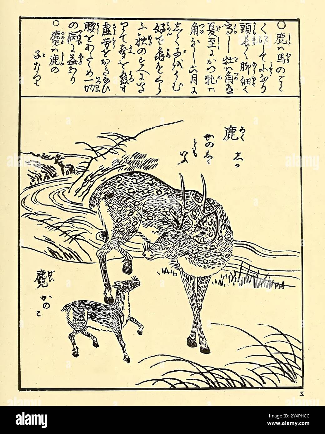 Encyclopédie japonaise Leyde, Netherlands, Brill, 1875, Japan, mammifères, la scène représente un cerf et son faon dans un cadre naturel. Le cerf, avec des détails complexes soulignant ses motifs de fourrure, se tient près du fauve, qui est plus petit et semble curieux. En arrière-plan, une rivière qui coule serpente à travers un paysage luxuriant, parsemé d'arbres et de collines. Ci-dessus, il y a des caractères japonais qui fournissent probablement un contexte ou une narration liée à la scène, ajoutant une importance culturelle à la représentation de la nature et de la faune. La composition globale transmet un sentiment de tendresse et Banque D'Images