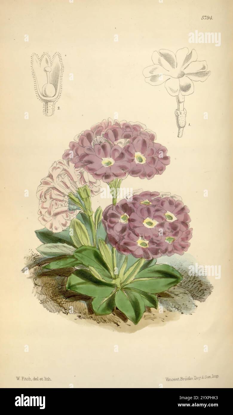 Curtis's Botanical Magazine, Londres, New York, illustration botanique, botanique, périodiques, œuvres picturales, plantes ornementales, Curtis, cette œuvre d'art présente un groupe de fleurs d'primevère vibrantes, affichant en évidence leurs pétales doux et arrondis dans des tons violets et roses. Les fleurs sont entourées de feuilles vertes luxuriantes, ajoutant un contraste vif à leurs fleurs délicates. En arrière-plan, des illustrations botaniques détaillées décrivent la structure de la fleur, mettant en évidence les parties reproductrices. La composition globale capture la beauté et la complexité de ces plantes ornementales, mettant en valeur leur Banque D'Images