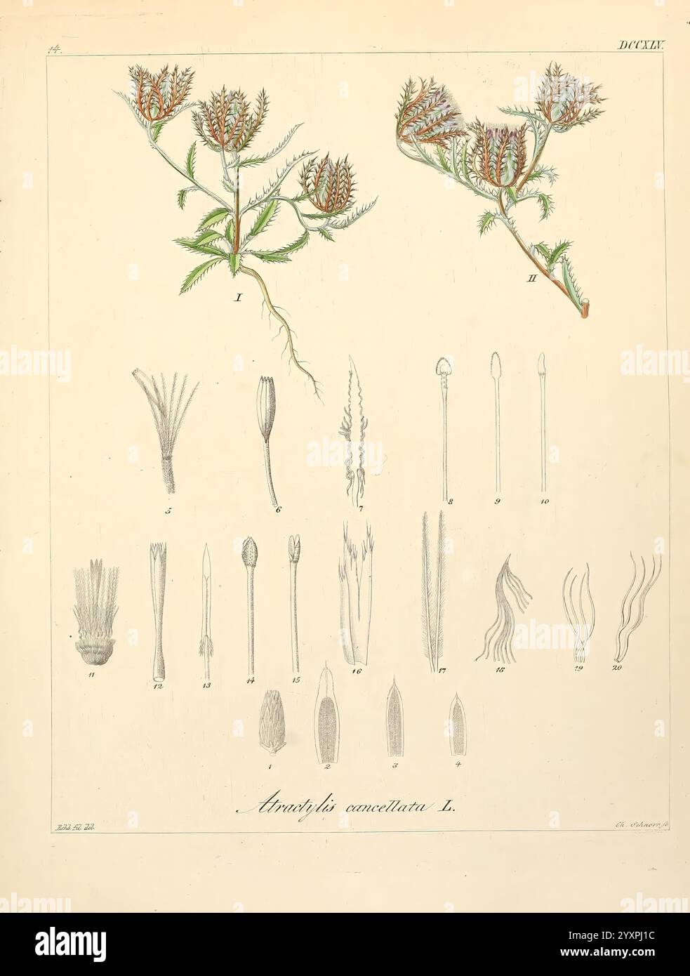 Icones florae Germanicae et Helveticae, simul Pedemontanae, Tirolensis, Istriacae, Dalmaticae, Austriacae, Hungaricae, Transylvanicae, Moravicae, Borussicae, Holsaticae, Belgicae, Hollandicae, ergo Mediae Europae Lipsiae, F. Hofmeister 1834-1912 [v. 1, 1850], Europe, œuvres picturales, plantes, L'illustration présente la plante *Amphipholis acuminata*, offrant une représentation détaillée de ses caractéristiques. La partie supérieure comporte deux branches ornées de grappes de fleurs minuscules, chacune mise en valeur avec des feuilles délicates. Ci-dessous, une série de diagrammes étiquetés illustrent divers composants du p Banque D'Images