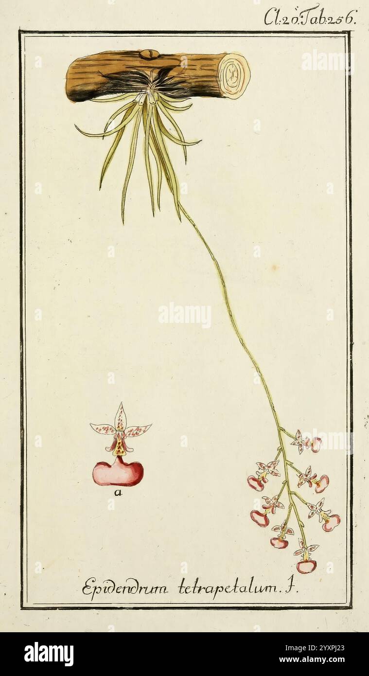 Dreyhundert auserlesene amerikanische Gewächse nach linneischer Ordnung. Nürnberg, Auf Kosten der Raspischen Buchh, 1785-88, Amérique centrale, oeuvres picturales, plantes, Antilles, l'illustration montre une représentation botanique détaillée de *Epidendrum tetrapetalum*, une espèce d'orchidée. Le dessin présente une tige mince avec un arrangement en cascade de fleurs délicates. Chaque fleur est rendue de façon complexe, présentant des courbes douces et des détails fins, avec les pétales présentant des nuances douces qui font allusion à leur coloration naturelle. Au-dessus des fleurs, il y a une représentation d'une bûche horizontale, sym Banque D'Images