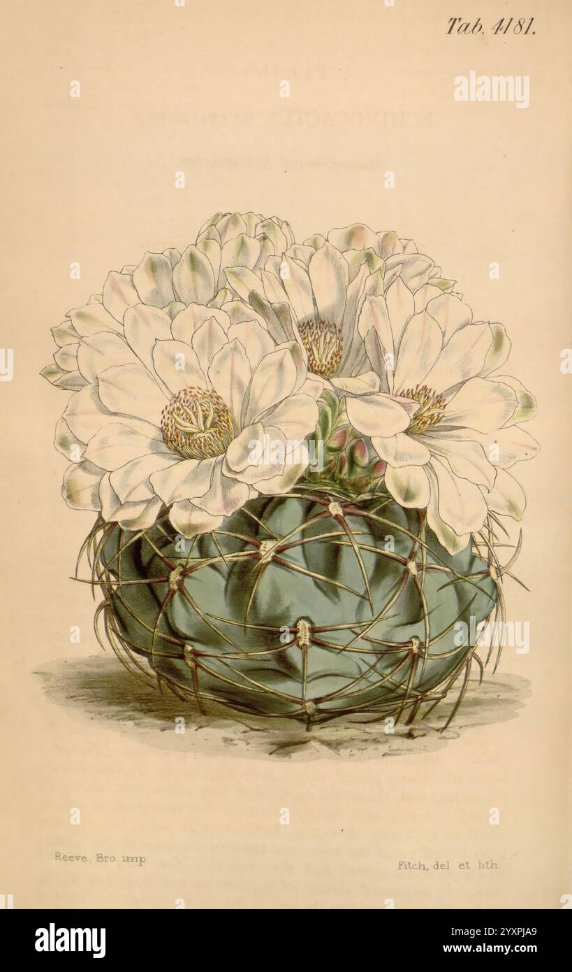 Curtis's Botanical Magazine, Londres, New York, illustration botanique, botanique, périodiques, œuvres picturales, plantes ornementales, Curtis, cactus, Cactaceae, plante, Une plante de cactus magnifiquement illustrée avec un corps rond et vert orné d'épines proéminentes. Au sommet de ce cactus, un amas de grandes fleurs blanches éclatantes fleurissent, mettant en valeur de délicats pétales qui rayonnent vers l'extérieur. L'illustration met en évidence les détails complexes du cactus et des fleurs, capturant la beauté naturelle et les caractéristiques uniques de cette plante du désert. La composition est encore améliorée par la tendance soignée Banque D'Images