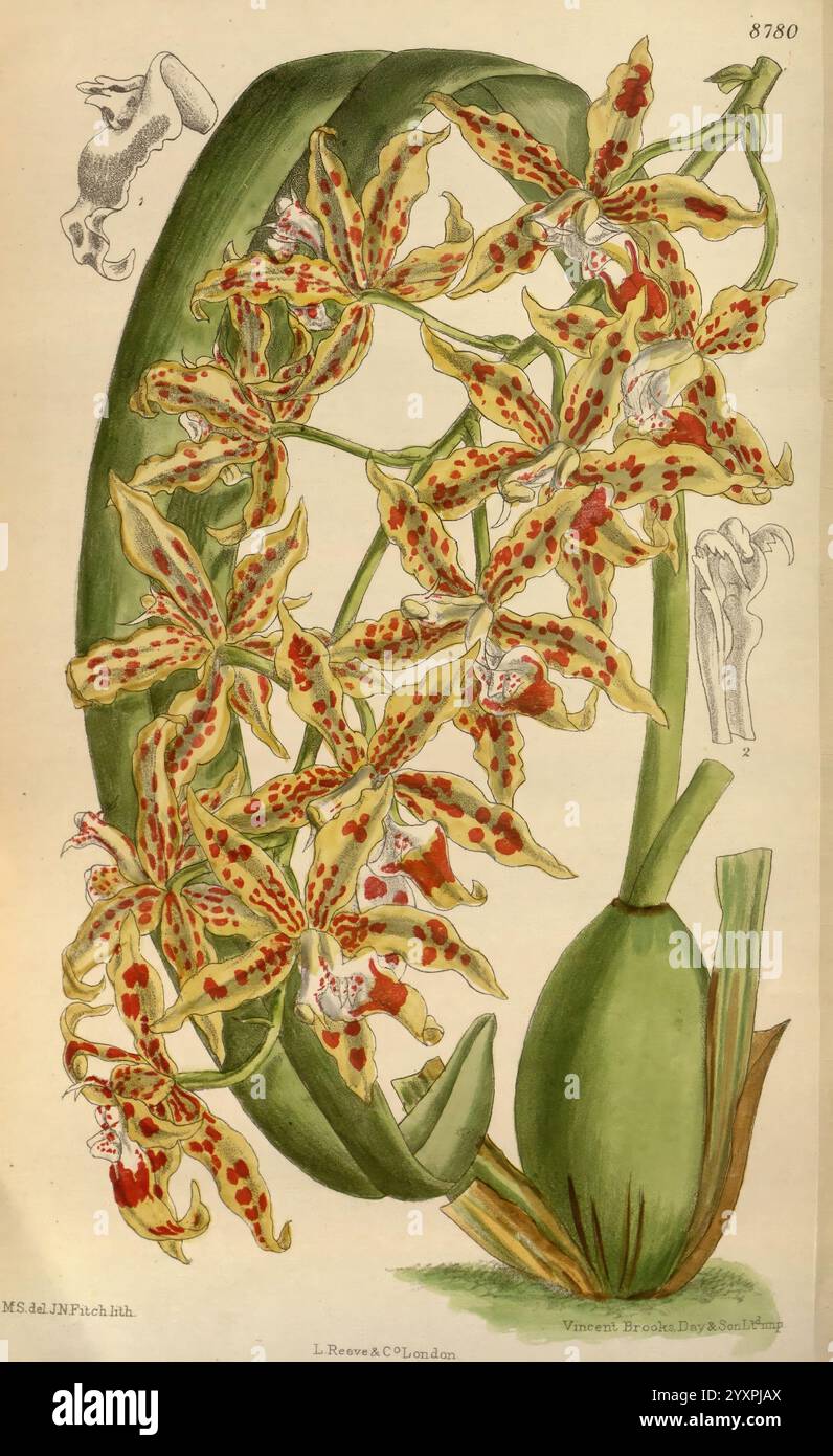 Curtis's Botanical Magazine. Londres, New York, illustration botanique, botanique, périodiques, œuvres picturales, plantes ornementales, Curtis, Matilda Smith, Oncidium praevisum, Odontoglossum praevisum, orchidée, femmes dans la science, fleurs, cette illustration présente un groupe d'orchidées vibrantes, avec des motifs complexes de taches et de rayures dans différentes nuances de jaune et de rouge. Les fleurs sont élégamment disposées, soulignant leur structure délicate de pétales et leur forme unique. À gauche, un dessin détaillé d'une figure stylisée et un croquis d'un élément végétal ajoutent une touche artistique, fournissant un contexte t Banque D'Images