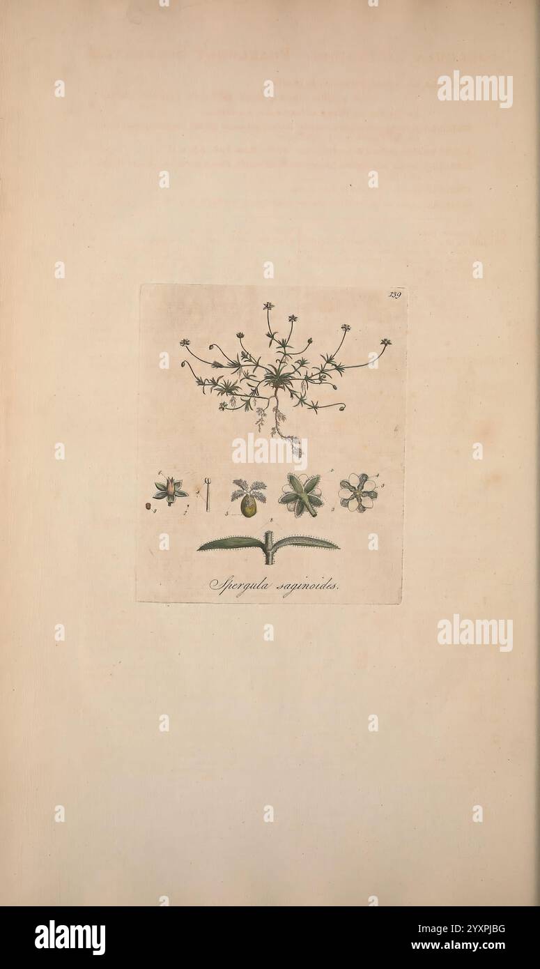 Flora Londinensis, ou plaques et descriptions de plantes qui poussent à l'état sauvage dans les environs de Londres Londres, imprimé et vendu par l'auteur et B. White, 1777. XVIIIe siècle, illustration botanique, botanique, Angleterre, gravures, Herbals, London, plantes, tiges, feuilles, fleurs, la scène présente une illustration botanique complexe mettant en vedette une plante à fleurs connue sous le nom de ''Spergula arvensis''. En haut, une représentation détaillée des branches délicates de la plante ornées de petites fleurs s'étend vers l'extérieur. Ci-dessous, trois vues distinctes des fleurs sont présentées, soulignant leurs formes uniques Banque D'Images