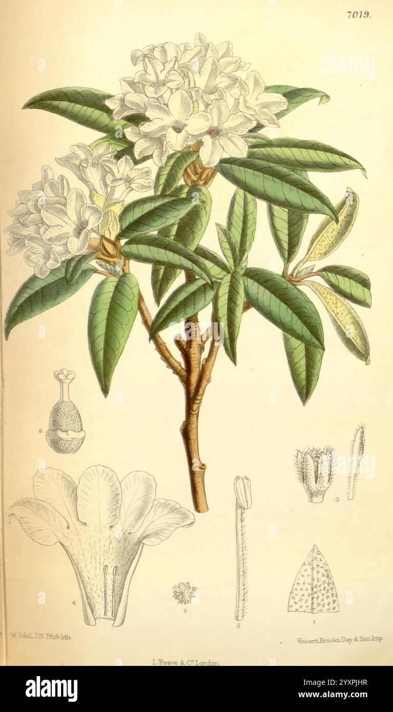 Curtis's Botanical Magazine London New York Botanical illustration botanique périodiques travaux picturaux plantes ornementales Matilda Smith femmes dans la science, cette illustration présente une représentation botanique détaillée d'une plante rhododendron. L'accent est mis sur un amas de fleurs blanches aux pétales délicats, entourées de feuilles vertes luxuriantes. Les feuilles sont généralement elliptiques avec des veines proéminentes, montrant la vitalité de la plante. L'illustration principale est accompagnée de diagrammes annotés plus petits qui représentent diverses parties de la fleur, y compris ses éléments reproducteurs, tels que les étamines et Banque D'Images