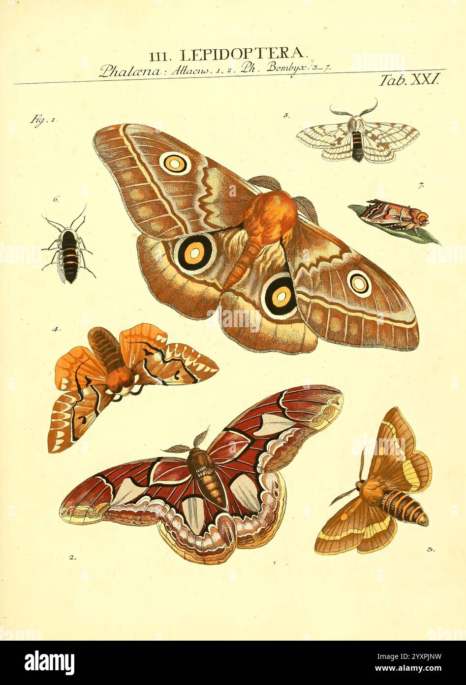 Genres insectorum Linnaei et Fabricii iconibus illustrata. c.1 Vitoduri Helvetorum, Prostat apud Henric. Steiner et Socios, MDCCLXXXIX [1789], répartition géographique, insectes, œuvres picturales, Arthropoda, un assortiment de lépidoptères magnifiquement illustrés, présentant une variété d'espèces de papillons et de papillons de nuit. L'affichage comprend des motifs complexes et des couleurs vibrantes, avec des caractéristiques notables telles que les yeux et les formes délicates des ailes. Chaque spécimen est méticuleusement étiqueté avec des numéros, fournissant une référence à leurs classifications dans l'ordre des lépidoptères. La composition met l'accent sur le Banque D'Images