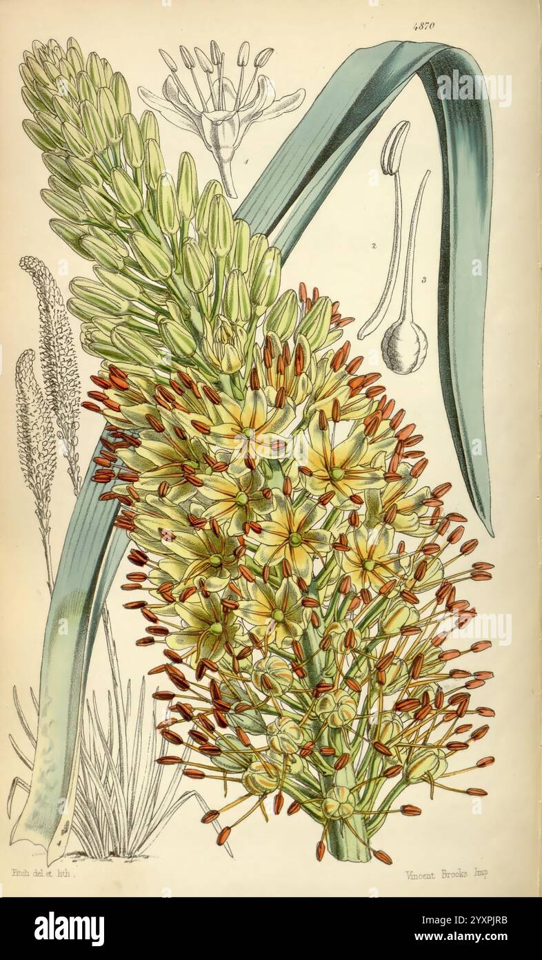 Curtis's Botanical magazine, Londres, New York, botanique, périodiques, Pictorial Works, Curtis, Walter Hood Fitch, cette illustration présente une représentation vibrante d'une plante à fleurs, mettant en valeur des feuilles allongées et étroites qui arquent gracieusement. Un pic proéminent de fleurs domine le premier plan, orné de grappes de petites fleurs jaunes qui se transforment en anthères brun rougeâtre. Autour de la pointe de fleur principale se trouvent des détails délicats de structures florales supplémentaires, y compris une forme bulbeuse stylisée et des éléments semblables à de l'herbe torsadée en arrière-plan. La composition met en évidence l'intrica Banque D'Images