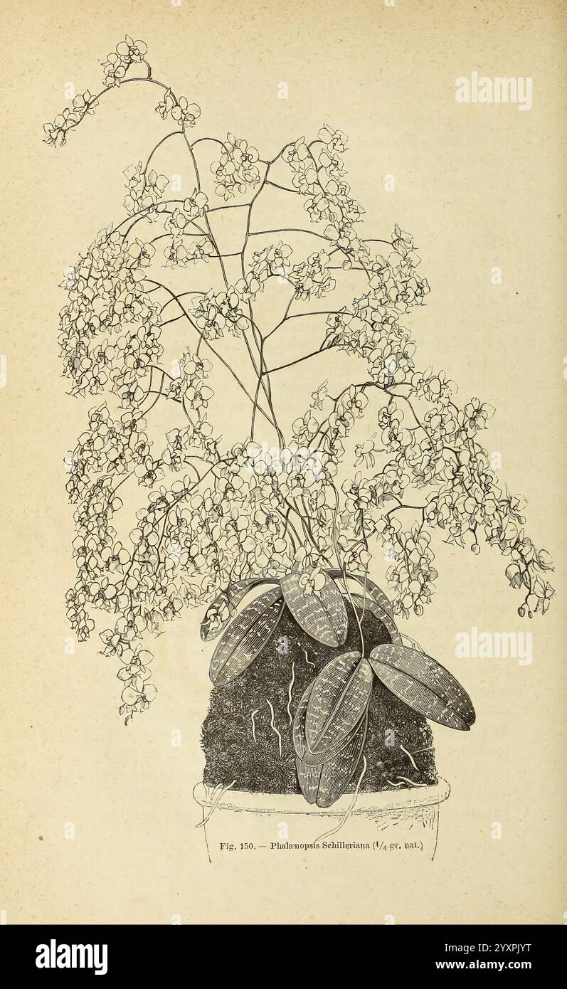 Les orchidées, Paris, J. Rothschild, 1880, Europe, orchidées, culture des orchidées, Phalaenopsis schilleriana, une illustration détaillée d'une plante à fleurs, avec des fleurs délicates en cascade et de larges feuilles ovales. La plante est représentée poussant à partir d'une base texturée, qui peut représenter un pot ou un substrat naturel. Chaque fleur est élaborée, mettant en valeur sa forme et sa disposition uniques, tandis que les feuilles affichent un aspect brillant, soulignant leur santé et leur vitalité. La composition globale souligne l'élégance de la plante, attirant l'attention sur sa beauté naturelle et complexe Banque D'Images