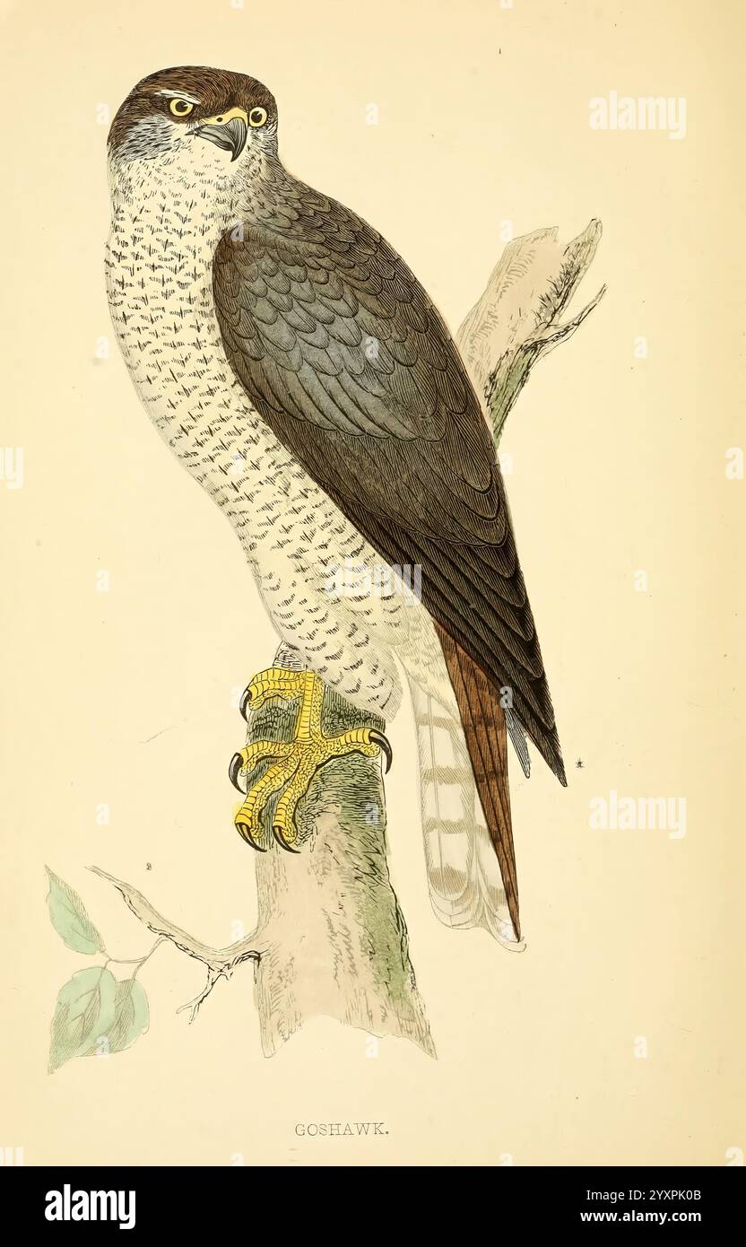 Une histoire des oiseaux britanniques, 1863-1866?, oiseaux, Grande-Bretagne, oiseau, Un goshawk perché, mettant en valeur son plumage saisissant avec un mélange de plumes gris foncé et marbré clair. Les yeux jaunes pointus et les talons puissants de l'oiseau sont bien en évidence lorsqu'il repose sur une branche. Son corps est bien défini, mettant en évidence la robustesse caractéristique des rapaces, tandis que les éléments environnants suggèrent un habitat naturel, soulignant le rôle de l'oiseau en tant que prédateur qualifié. Banque D'Images