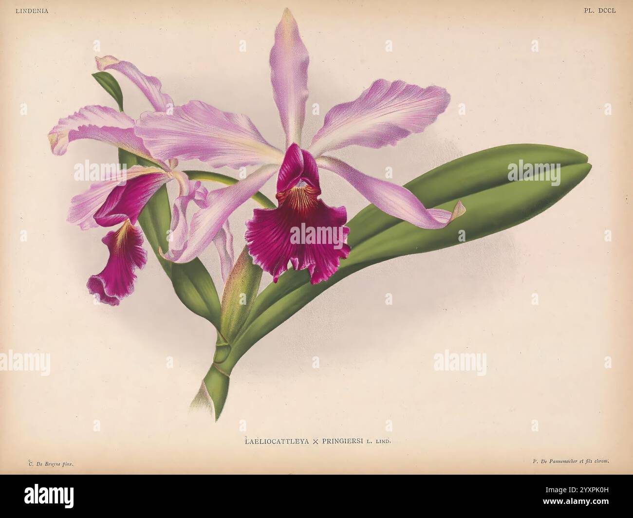 Lindenia Gand [Belgique], Impr. F. Meyer-van Loo, 1885-1906. classification, guides, identification, nomenclature, nomenclature, populaire, Orchidaceae, orchidées, œuvres picturales, terminologie, fleurs, tiges, feuilles, l'illustration présente une orchidée élégante avec des pétales délicats et volants dans des tons de lavande douce et de violet profond. Ses fleurs frappantes sont complétées par des marques riches et veloutées au centre, améliorant l'attrait général. Les feuilles vertes luxuriantes offrent une toile de fond vibrante, soulignant la beauté florale. La représentation détaillée présente les textures et les contours complexes du Banque D'Images
