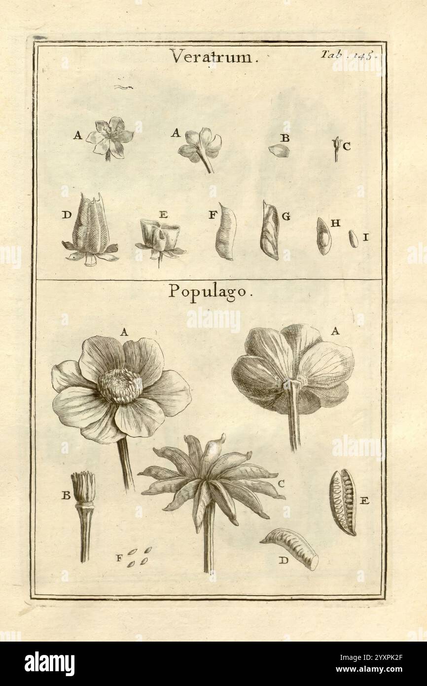 Joseph Pitton de Tournefort, Institutiones Rei herbariae, Parisiis, E Typographia Regia, 1700-[1703], botanique, œuvres pré-linnéennes., cette illustration présente des études botaniques détaillées de deux plantes : ''Veratrum'' et ''Populago''. Chaque plante est étiquetée avec des lettres correspondant à des parties ou variations spécifiques. Banque D'Images