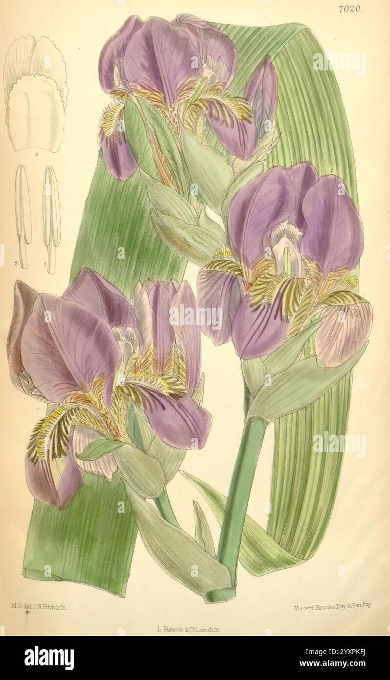 Curtis's Botanical Magazine, Londres, New York, illustration botanique, botanique, périodiques, œuvres picturales, plantes ornementales, Matilda Smith, femmes dans la science., cette illustration présente des iris violets vibrants, mettant en valeur leurs pétales complexes et leurs détails délicats. Les fleurs sont magnifiquement complétées par de longues feuilles vertes qui arquent gracieusement autour d'elles. À gauche, il y a un croquis qui fournit des informations supplémentaires sur la structure de la fleur, soulignant les caractéristiques distinctes des pétales et des étamines. La composition globale souligne l'élégance et la beauté naturelle du i. Banque D'Images