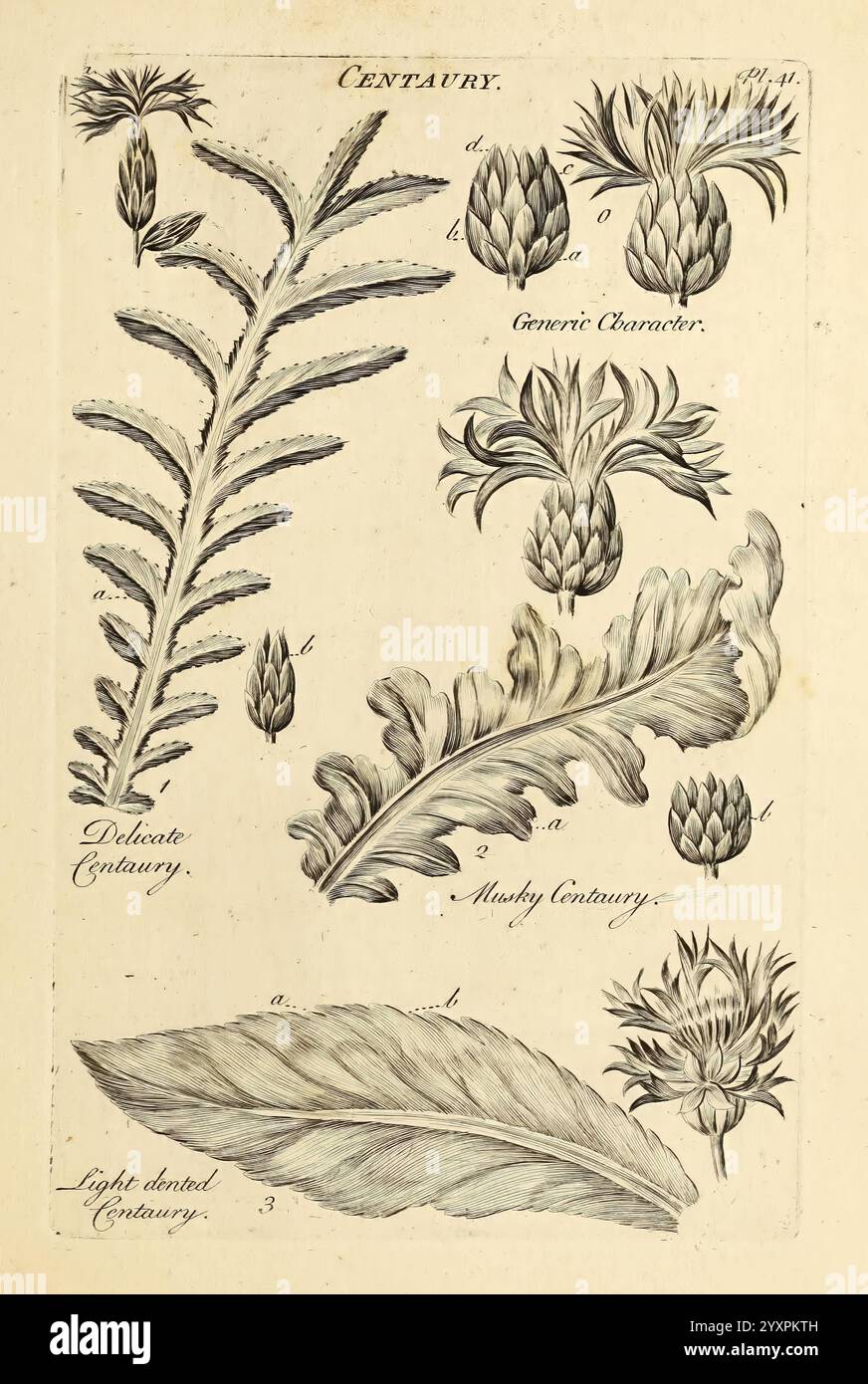 The Vegetable System London 1759-1763 Botany Pictorial Works, l'illustration présente diverses études botaniques du centaury, mettant en valeur ses différentes formes et détails. Sur la gauche, une tige élancée et ramifiée marquée ''Delicate Centaury'' affiche de nombreuses fines feuilles vertes, aux motifs complexes. Le long du côté droit, plusieurs boutons floraux stylisés sont représentés, y compris une représentation importante marquée ''Gerris Chambers''. Ci-dessous, une feuille plus large étiquetée ''Light bosseled Centaury'' suggère la diversité des formes des feuilles au sein de cette espèce végétale. Chaque élément est soigneusement rendu pour mettre en évidence le Banque D'Images
