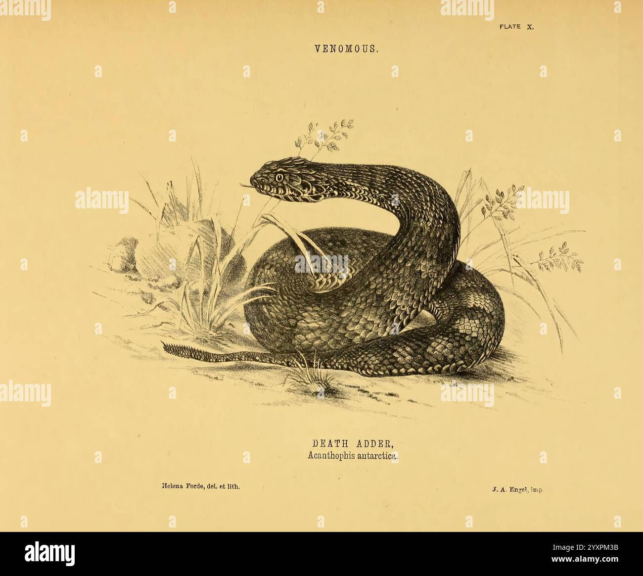 The Snakes of Australia Sydney, T. Richards, Government Printer, 1869, Australie, identification, serpents, Acanthophis antarcticus, Acanthophis antarcticus, Adder de la mort, Australie, Helena Ford, WYL, Helena Ford, taxonomie : suborde R= Serpentes, Women in Science, World Snake Day, Acanthophis antarcticus, Death Adder, herpétologie, Helena Scott Forde, Helena Scott, une illustration complexe représentant un serpent enroulé gracieusement parmi les roseaux et les herbes. Le serpent présente des échelles détaillées le long de son corps, mettant en valeur l'habileté de l'artiste à capturer la texture et la forme. Sa tête est légèrement tournée, reve Banque D'Images