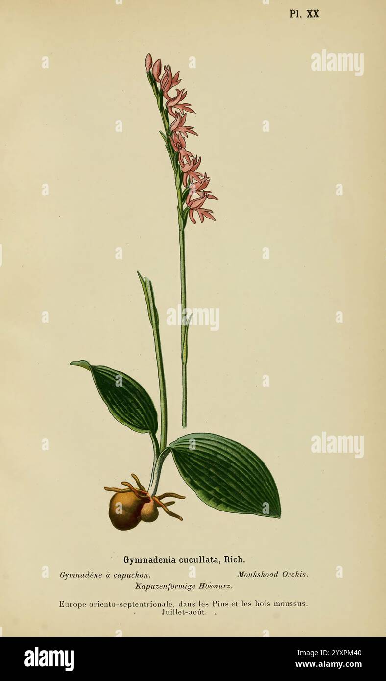 Album des orchidées de l'Europe centrale et septentrionale Genève, librairie Georg, 1899. Europe, Orchidaceae The New York Botanical Garden Pictorial Works Neottianthe cucullata, l'illustration présente Gymnadenia cucullata, communément appelée orchidée capucine. Cette plante est représentée avec sa tige mince ornée de fleurs délicates et rosâtres qui fleurissent dans une formation de pointes groupées. Sous les fleurs, de larges feuilles vertes émergent de la base, mettant en valeur un aspect luxuriant. Une seule racine bulbeuse est visible, soulignant la forme de croissance unique de l'orchidée. L'arrière-plan est minimal, ce qui permet Banque D'Images
