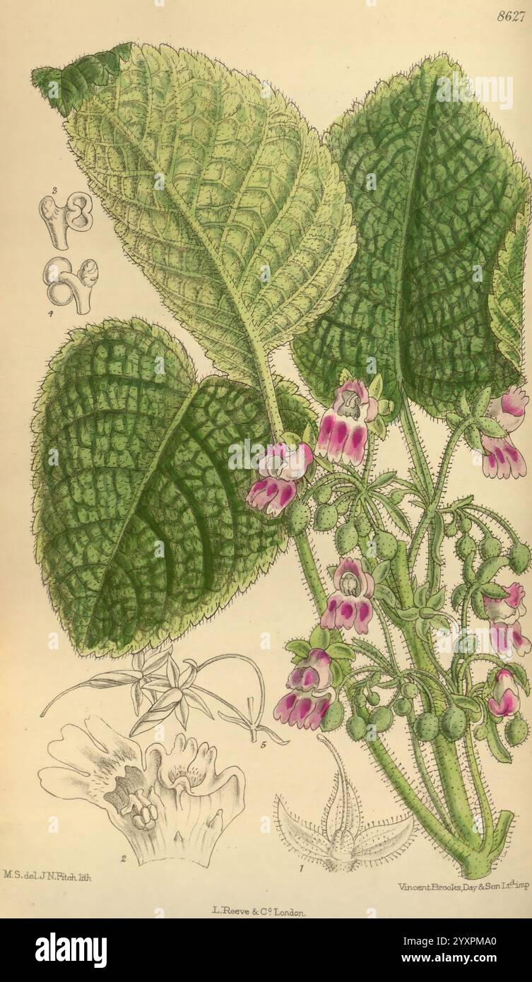 Curtis's Botanical Magazine, Londres, New York, illustration botanique, botanique, périodiques, œuvres picturales, plantes ornementales, Curtis., cette œuvre d'art présente une illustration botanique mettant en valeur une plante feuillue avec des feuilles complexes et texturées qui ont des bords dentelés. Les feuilles sont bien en évidence, soulignant leur structure veineuse et leur aspect luxuriant. Accompagnant les feuilles sont des grappes de fleurs roses délicates, chacune avec des fleurs distinctes en forme de cloche et un dégradé subtil vers une teinte plus profonde aux extrémités. La composition comprend des dessins détaillés de feuilles et de fleurs individuelles, emp Banque D'Images