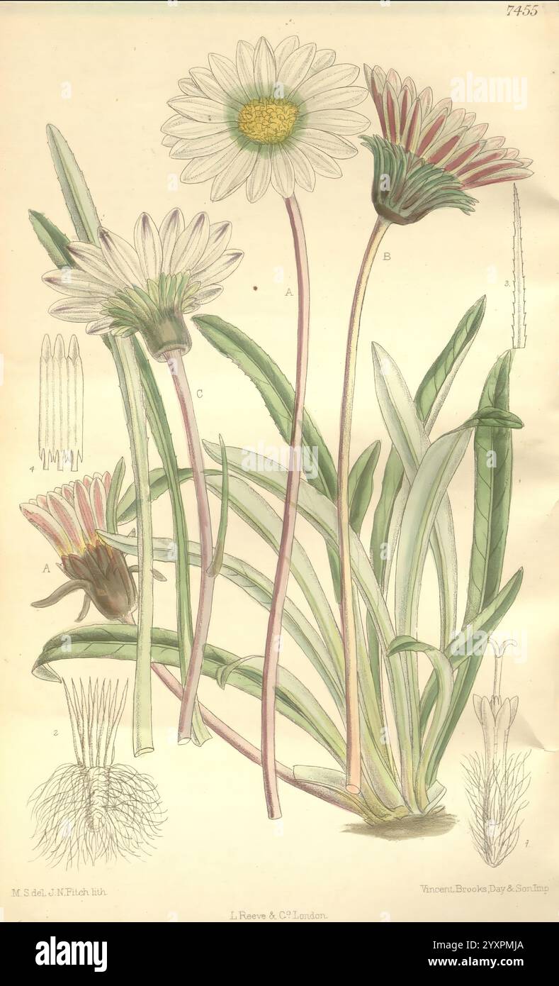Curtis's Botanical Magazine, Londres, New York, illustration botanique, botanique, périodiques, œuvres picturales, plantes ornementales, Matilda Smith, Afrique du Sud-est, Gazania pygmaea, Gazania krebsiana, Women in science, Matilda Smith, l'illustration présente une étude botanique détaillée des marguerites, présentant plusieurs étapes de leur croissance et différentes formations florales. Les grandes fleurs éclatantes avec leurs pétales blancs et leurs centres jaunes distinctifs, ainsi que des représentations des feuilles et tiges vertes de la plante, sont bien en évidence. Différentes parties de la plante sont étiquetées, y compris le différent Banque D'Images