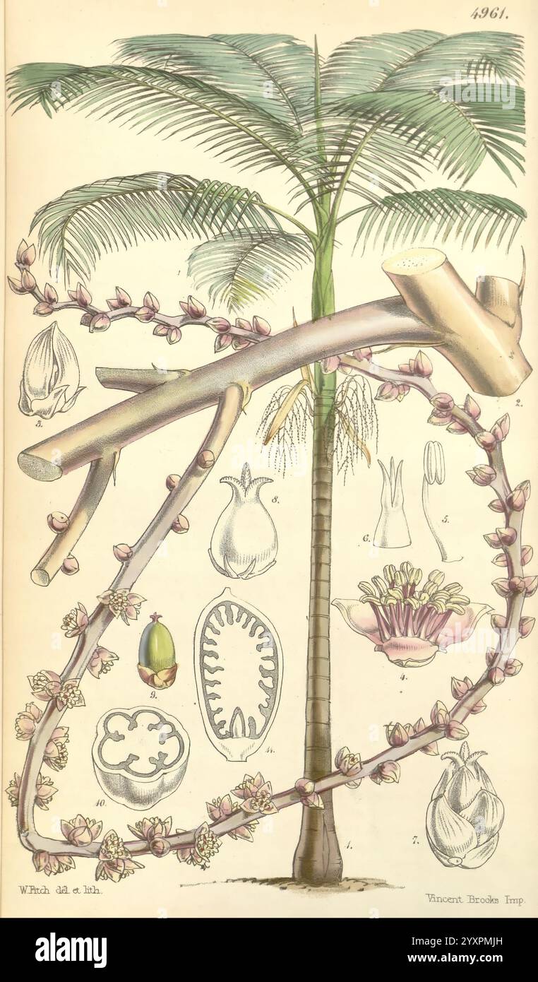 Curtis's Botanical Magazine, Londres, New York, illustration botanique, botanique, périodiques, œuvres picturales, plantes ornementales, Curtis, Une illustration botanique détaillée mettant en valeur un palmier, caractérisé par son tronc haut et élancé et une couronne de frondes plumes et voûtées au sommet. Autour de l'arbre se trouvent plusieurs études botaniques, y compris diverses structures florales et fruits, chacune méticuleusement étiquetée avec leurs détails anatomiques respectifs. L'illustration met en évidence les relations complexes entre les différents composants de la plante, de ses fleurs aux formes uniques des bourgeons Banque D'Images