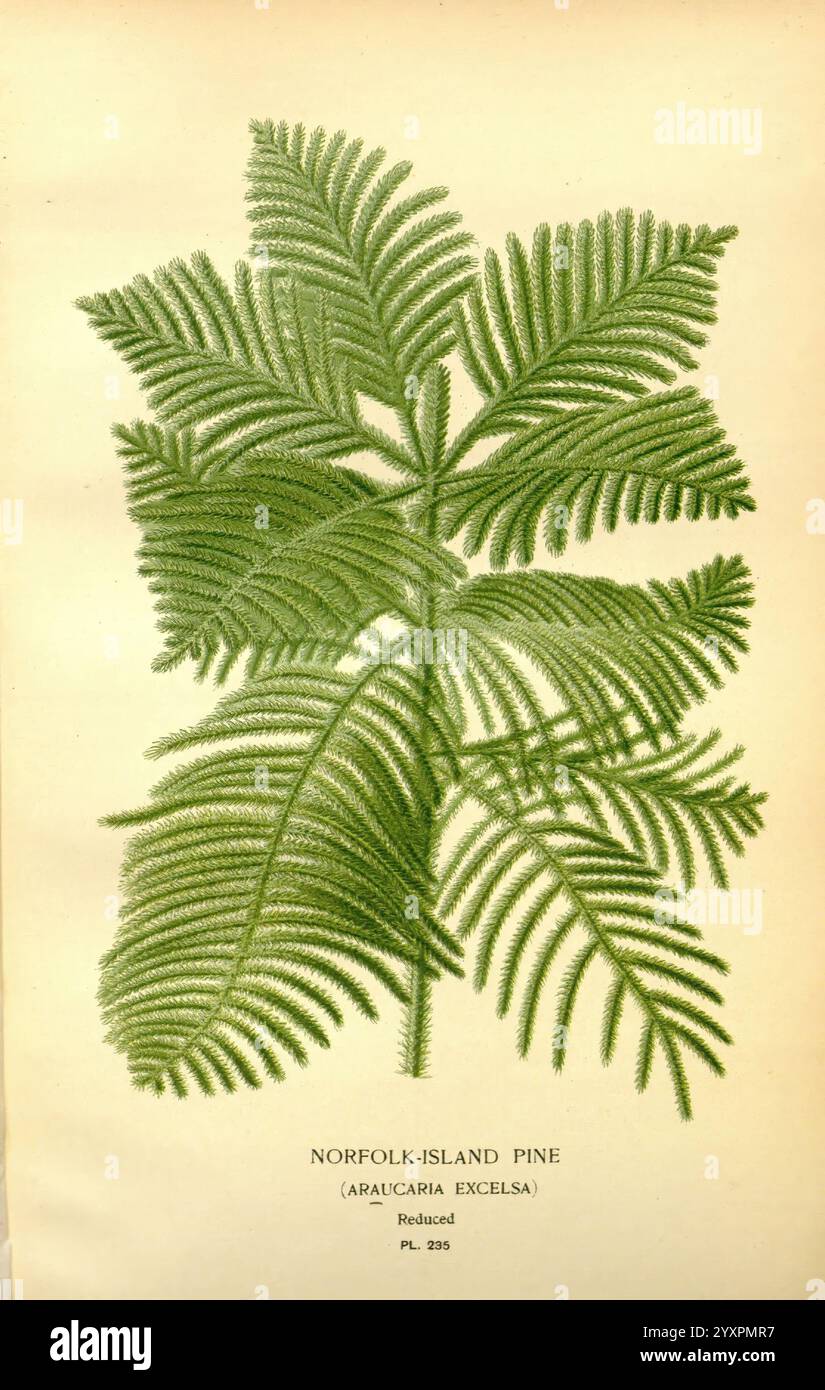 Fleurs de jardin et serre préférées, Londres et New York, Frederick Warne & Co, 1896-97, France, 19ème siècle, icônes, floriculture, chromolithographie, plantes ornementales, Une illustration détaillée du pin de l'île Norfolk, scientifiquement connu sous le nom d'Araucaria excelsa. La représentation met en évidence le feuillage complexe et plumeux caractéristique de l'espèce, mettant en valeur les feuilles distinctives en forme d'aiguilles disposées selon un motif symétrique. L'œuvre d'art souligne la nature luxuriante et persistante de la plante, illustrant ses branches et sa forme globale. Ci-dessous l'illustration, le nom ''NORFOLK-ÎLE Banque D'Images