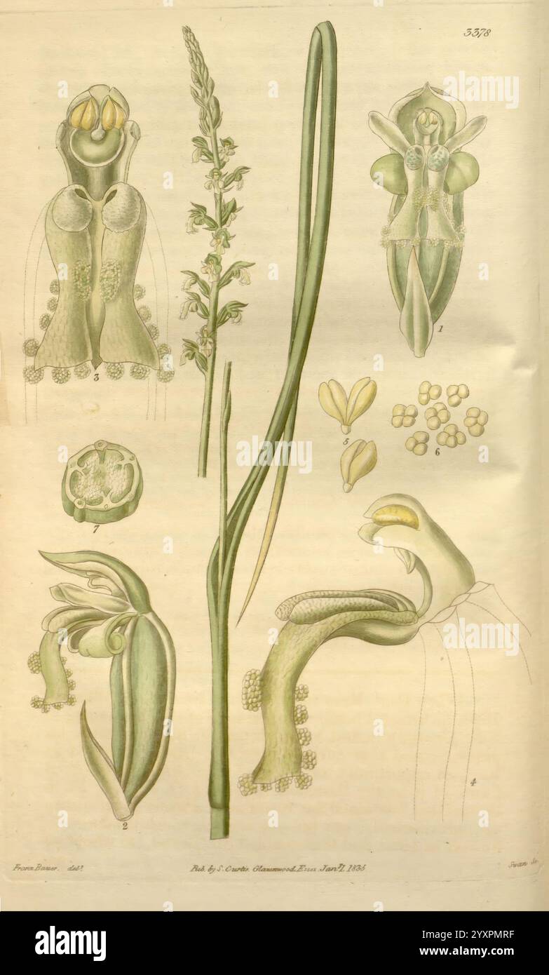 Curtis's, Botanical, Magazine, Londres, New York, botanique, périodiques, images, œuvres, Curtis., cette illustration présente une variété d'études botaniques détaillées des espèces d'orchidées, mettant en valeur leurs structures florales complexes. L'accent est mis sur la tige allongée, accompagnée de grappes de fleurs délicates qui affichent une gamme de formes et de tailles, avec certains montrant la lèvre caractéristique distinctive des orchidées. Différentes parties des fleurs, y compris les sépales et les anthères, sont méticuleusement étiquetées, soulignant la complexité de leur anatomie. Autour de la tige principale se trouvent des sma supplémentaires Banque D'Images