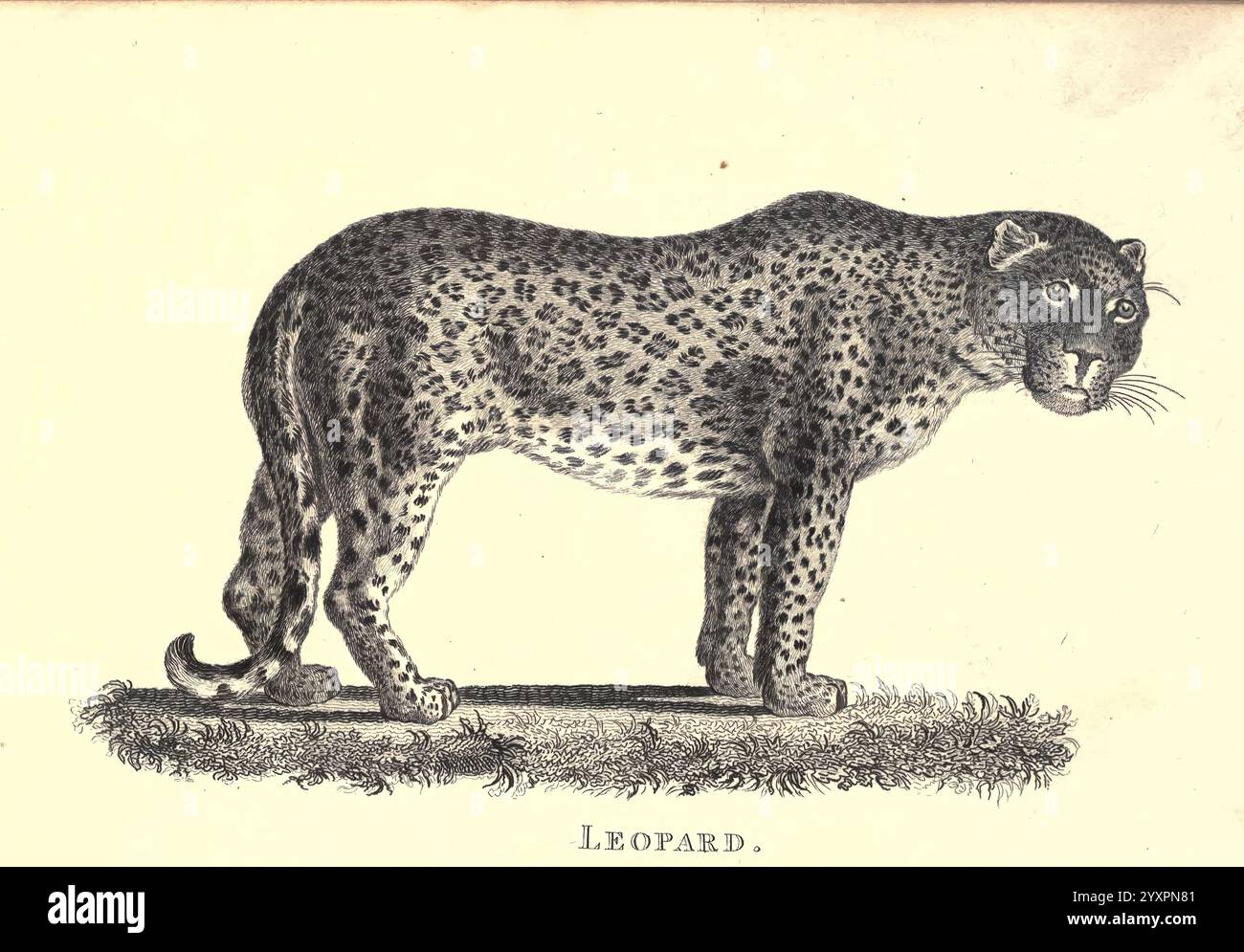 Zoologie générale, ou histoire naturelle systématique pt. Londres, imprimé pour G. Kearsley, 1800-1826, Zoology, illustration détaillée d'un léopard debout gracieusement sur une parcelle d'herbe. Le léopard arbore son pelage à pois distinctif, chaque rosette présentant un centre plus foncé sur un fond plus clair. Sa construction musculaire et sa position ajustée dégagent force et agilité. La tête de l'animal est légèrement tournée sur le côté, mettant en valeur son expression vive et son regard alerte. La composition globale met en évidence le physique élégant du léopard et souligne son statut de figure importante dans l'animal Banque D'Images