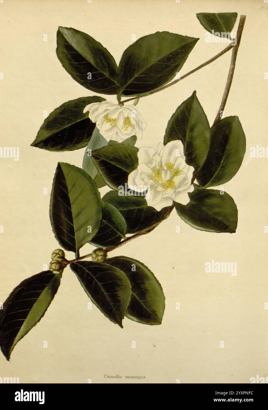 Le cabinet botanique London, John & Arthur Arch, 1817-1833, cette illustration représente une branche délicate d'une plante à fleurs connue pour ses feuilles vert foncé brillantes et ses fleurs blanches saisissantes. Les fleurs, avec cinq segments en forme de pétales, sont nichées au milieu du riche feuillage, mettant en valeur leurs textures complexes. De petits bourgeons ronds peuvent être observés, indiquant une nouvelle croissance, tandis que la composition globale souligne la beauté et les détails de l'anatomie botanique, évoquant un sentiment d'élégance naturelle. Banque D'Images