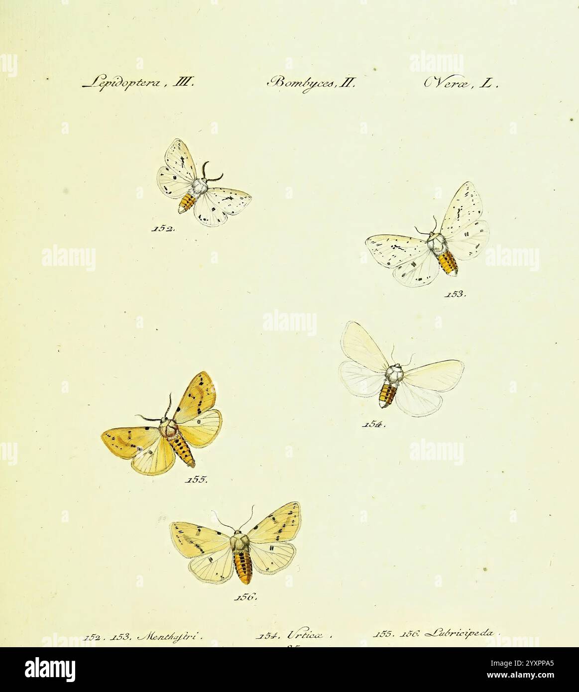 papilio S.L. s.n. 1796-1841 lepidoptera de Hübner, cette illustration présente une collection de papillons délicats, chacun affichant des motifs et des couleurs distincts. Les papillons sont numérotés et étiquetés, indiquant leurs désignations scientifiques. La section supérieure présente des espèces avec des conceptions d'ailes variées, y compris des taches complexes et des colorations distinctives, soulignant leur diversité. Ci-dessous, un tableau méticuleusement organisé énumère leurs noms ainsi que des informations de classification supplémentaires, offrant un aperçu de leur taxonomie et de leurs habitats. Cet affichage met en valeur à la fois la beauté et le complexe Banque D'Images