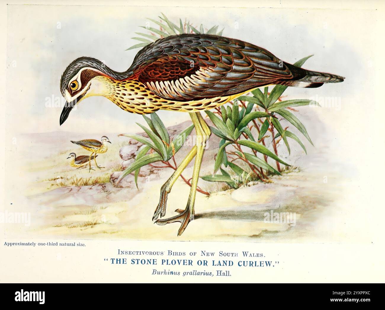Certains, utile, australien, oiseaux, Sydney, W. A, Gullick, Govt, Printer,1921, Australie, Benivalbirds, Birds 4, l'illustration présente une représentation magnifiquement détaillée d'un Pluvier de pierre, mettant en valeur son plumage distinctif avec des motifs complexes de bruns, noirs et blancs. L'oiseau est positionné dans une posture d'alimentation typique, élégamment allongé avec son cou tendu. Autour de lui sont délicatement rendus des tiges d'herbe et de roseaux, suggérant un habitat naturel au bord de l'eau. En arrière-plan, deux poussins sont visibles, ajoutant une touche douce à la scène. Cette illustration capture le Banque D'Images
