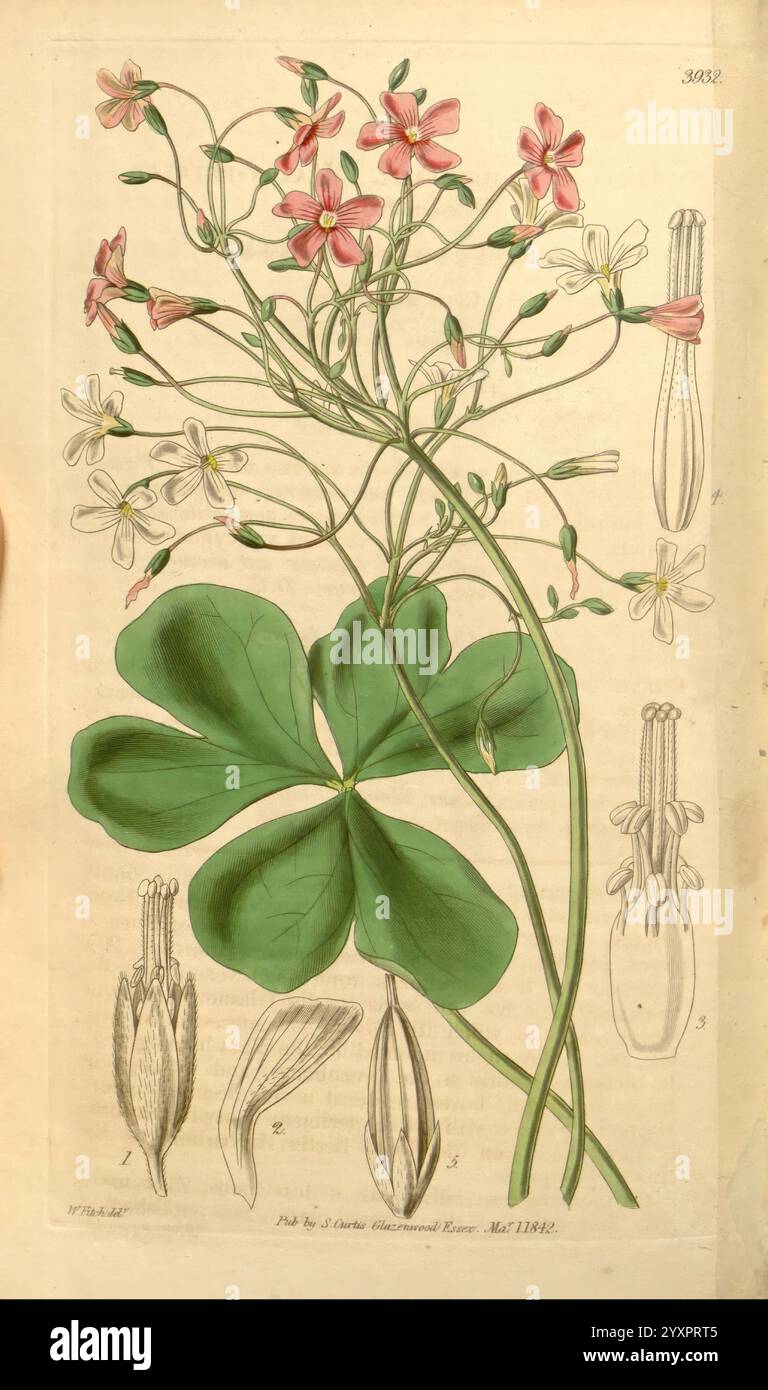 Curtis's Botanical Magazine, Londres, New York, illustration botanique, botanique, périodiques, œuvres picturales, plantes ornementales, Curtis, Une illustration botanique détaillée mettant en vedette un groupe de fleurs délicates avec des pétales roses et blancs, bien en évidence au sommet. Sous l'arrangement floral, de grandes feuilles vertes en forme de cœur divergent de la tige, mettant en valeur leurs veines complexes. Accompagnant l'illustration principale sont étiquetés des dessins anatomiques de la structure de la fleur, y compris les parties reproductrices telles que les étamines et les pistils, ainsi qu'une vue latérale de la fleur. Chaque comp Banque D'Images