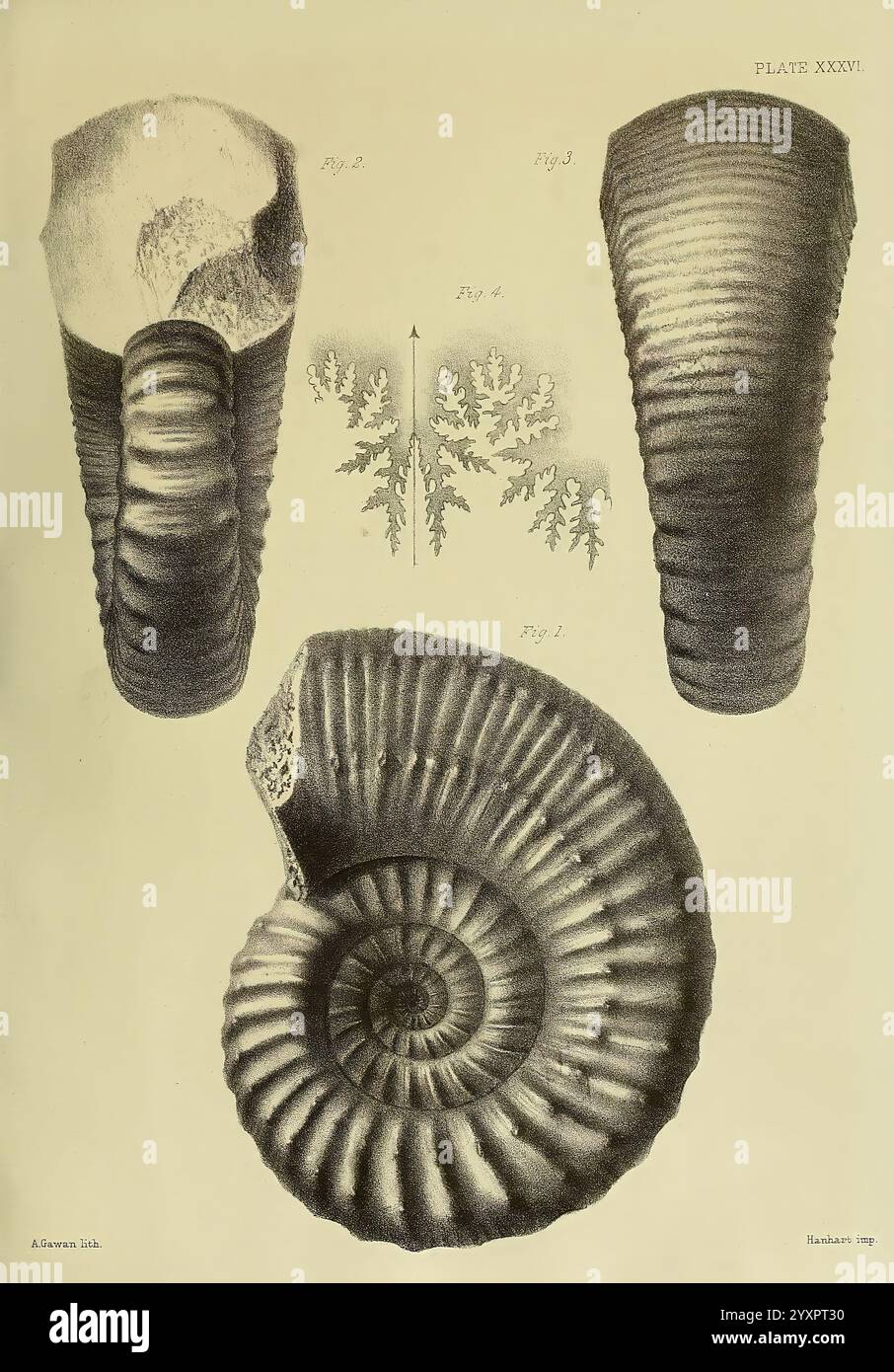 Monographie sur les Lias Ammonites of the British Islands, Londres, imprimée pour la Palæontographical Society, 1878-86. Ammonoidea, Grande-Bretagne, Jurassique, Paléontologie, cette illustration détaillée présente une série de coquilles d'ammonite, mettant en valeur leurs formations spirales complexes et leurs motifs nervurés distinctifs. La première section présente une vue rapprochée de la section transversale de la coquille, révélant sa structure en couches et ses chambres. La deuxième partie met en évidence un profil latéral de la coque, en mettant l'accent sur sa courbure et sa texture. La troisième section fournit une représentation artistique des alongs ammonites Banque D'Images