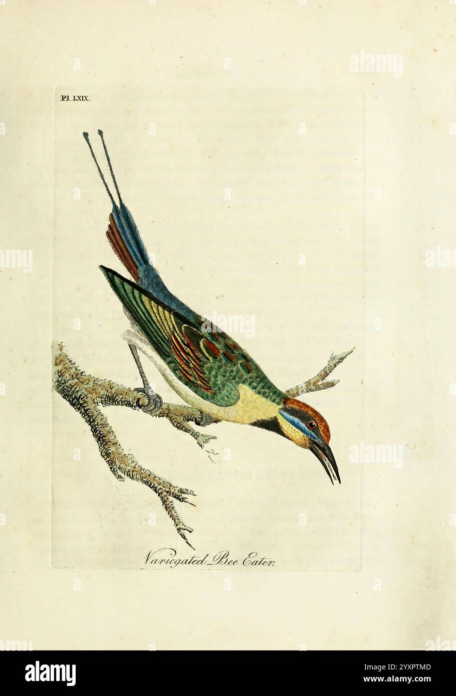 A general history of Birds, Winchester England, imprimé par Jacob et Johnson, pour l'auteur vendu à Londres par G. et W.B. Whittaker [et 3 autres], 1821-1828. Oiseaux, Merops ornatus, œuvres picturales, Une représentation magnifiquement illustrée d'un mangeur d'abeilles navigué, mettant en valeur son plumage vibrant, qui comprend des nuances saisissantes de vert, bleu et orange. L'oiseau est capturé à mi-vol, prêt gracieusement, et est représenté descendant vers une branche. Des détails délicats soulignent les motifs complexes de ses plumes, soulignant son élégance naturelle. L'arrière-plan présente une texture subtile qui enh Banque D'Images