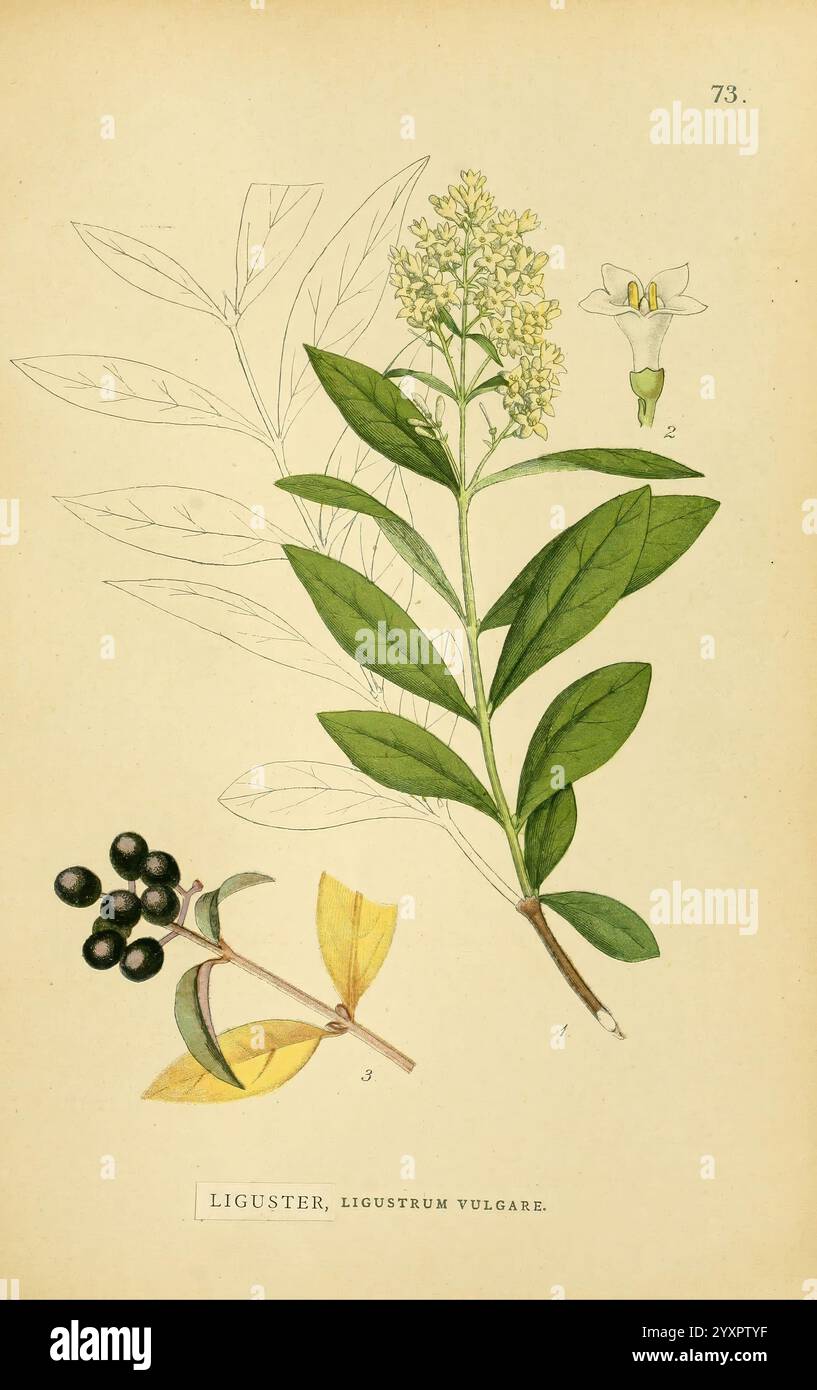 Billeder af Nordens Flora, København, G.E.C. Gad, 1901-1903 [i.e. 1907], œuvres picturales, plantes, Scandinavie, Une illustration botanique mettant en vedette le Ligustrum vulgare, communément appelé privet commun. La composition comprend une représentation détaillée des feuilles, des fleurs et des baies de la plante. Au centre, les feuilles vertes proéminentes présentent leur forme allongée et leurs bords lisses. Ci-dessus, une délicate fleur blanche est illustrée, avec une référence numérotée indiquant ses caractéristiques anatomiques. À gauche, un groupe de petites baies foncées est montré à côté d'une feuille jaunie, fournissant un additi Banque D'Images