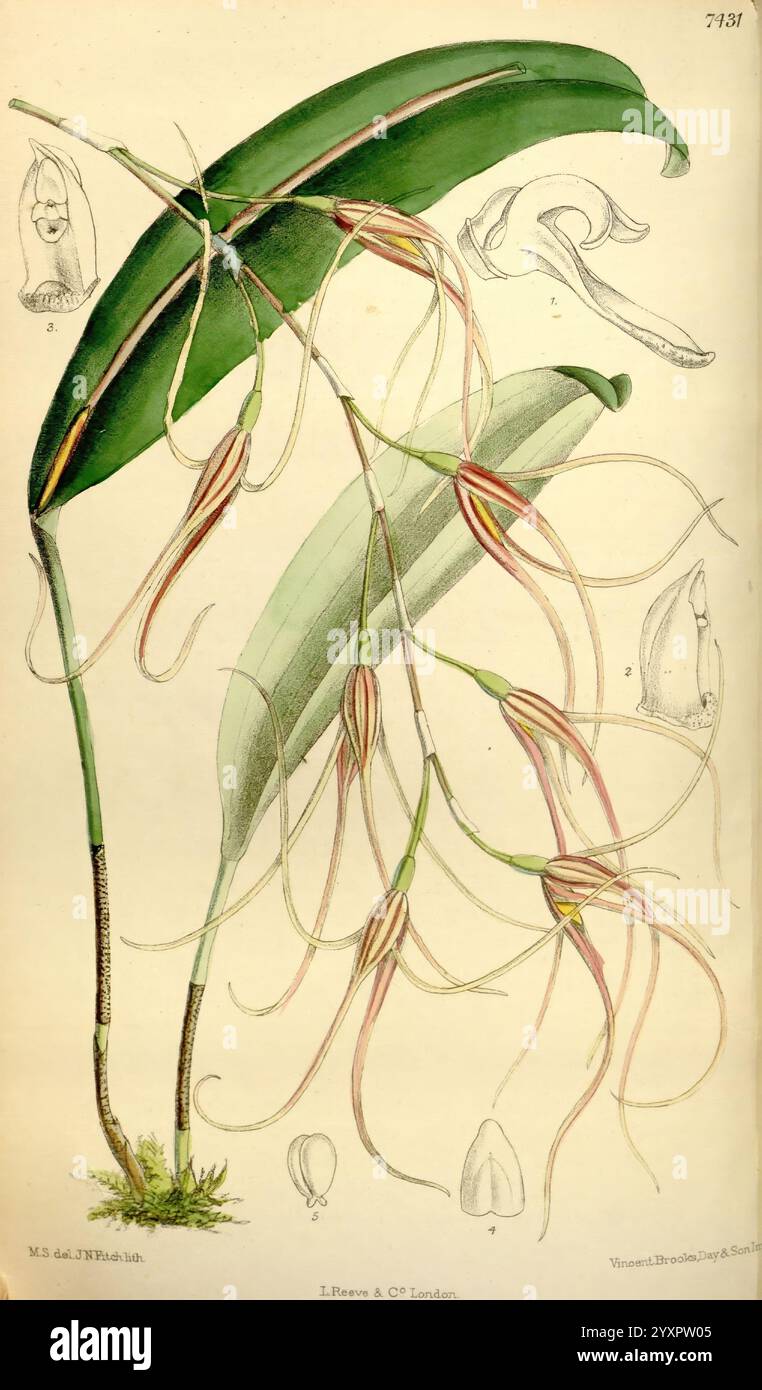 Curtis's Botanical Magazine Londres New York Botanique Periodicals illustration botanique œuvres picturales plantes ornementales Matilda Smith Pleurothallis Scapha Pleurothallis Sirene Women in Science, cette illustration présente une représentation complexe d'une espèce d'orchidée, mettant en valeur sa structure florale délicate et ses pétales allongés. Le dessin comprend deux grandes feuilles luxuriantes en haut, contrastant avec les détails complexes des fleurs qui pendent en dessous. Les fleurs présentent des tendrilles élancées et recourbées et présentent une gamme de couleurs subtiles, suggérant des motifs floraux vibrants et complexes. Parallèlement, Banque D'Images