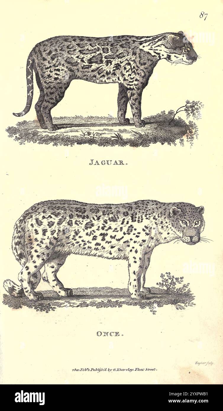 Zoologie générale, ou histoire naturelle systématique pt. Londres, imprimé pour G. Kearsley, 1800-1826, zoologie, l'illustration présente deux chats sauvages distincts : le jaguar et l'ocelot. La section supérieure identifie la jaguar, mettant en valeur sa construction robuste et sa posture puissante, soulignée par son manteau distinctif orné de grandes rosettes. Ci-dessous, l'ocelot est représenté, caractérisé par un cadre plus mince et une taille plus petite, avec des taches et des rayures plus petites créant un motif frappant sur sa fourrure. Les deux animaux sont positionnés côte à côte, ce qui permet une comparaison directe de leurs formes et marques, Banque D'Images