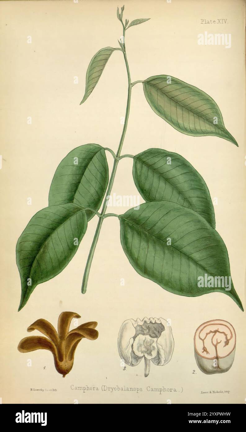 La flore homoeopathica London Leath & Ross 1852-1853 botanique homéopathie œuvres picturales Cinnamomum camphora botanique médicale Materia medica végétal Materia medica et thérapeutique, l'illustration présente une représentation détaillée d'une branche du camphre (Cinnamomum camphora), mettant en valeur ses feuilles ovales et vertes qui possèdent un léger lustre. La tige centrale est mince, supportant plusieurs feuilles disposées en alternance. En dessous de la branche, trois illustrations botaniques distinctes mettent en évidence différents aspects de la plante camphre : la première montre des structures florales avec des boucles et Banque D'Images