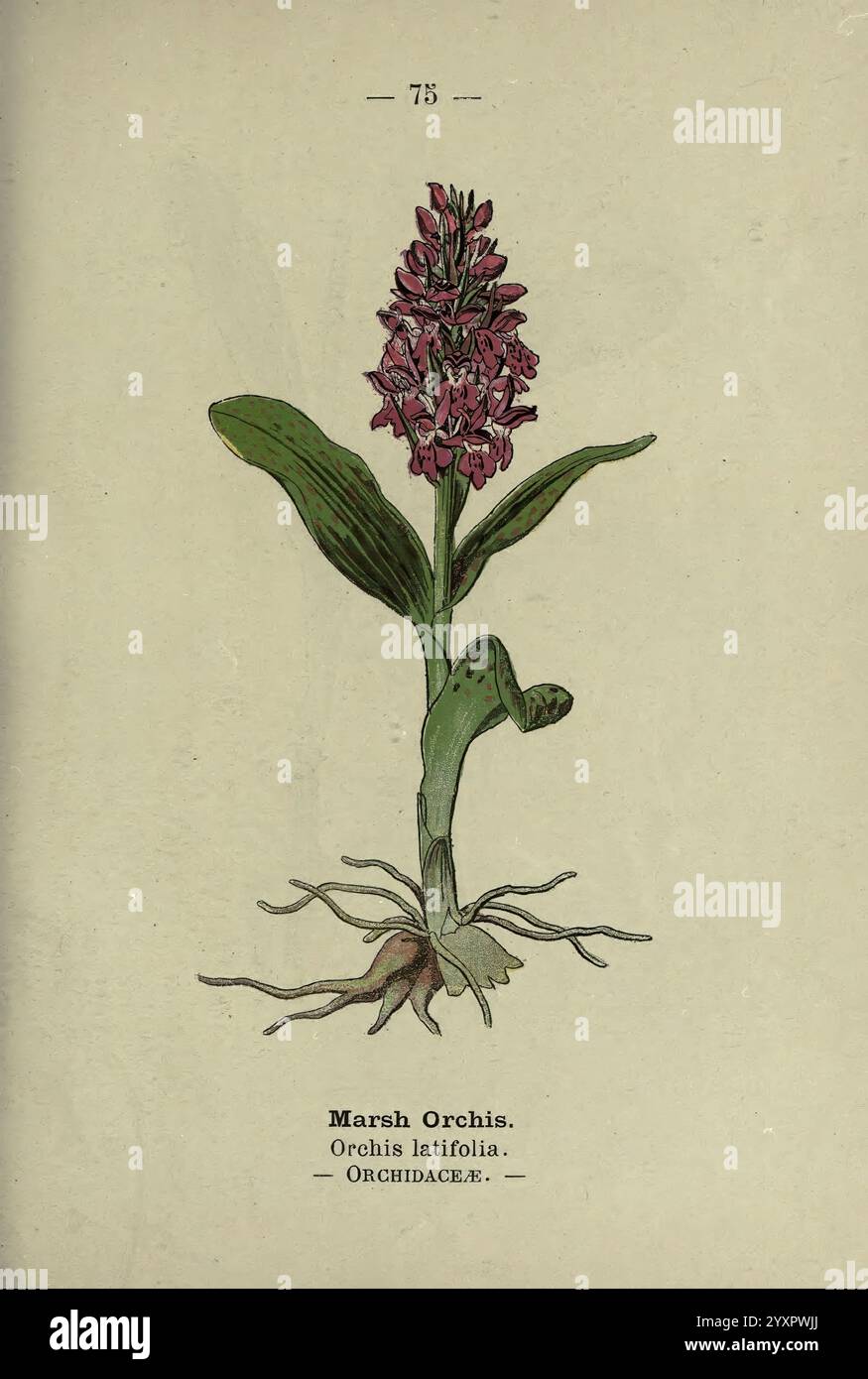 Fleurs des bois et des chemins Londres F. Warne 1895 Grande-Bretagne fleurs sauvages identification botanique Dactylorhiza incarnata, Une illustration botanique représentant l'Orchis des marais, scientifiquement connu sous le nom d'Orchis latifolia. Le dessin met en valeur l'élégante pointe de fleurs violettes de la plante, caractérisée par leurs pétales délicats et leur forme unique. Sous les fleurs, de larges feuilles vertes émergent d'une tige robuste, mettant en valeur le feuillage luxuriant et vibrant de la plante. Les racines sont également illustrées, soulignant l'habitat naturel de cette orchidée, qui prospère dans les zones marécageuses. Le texte accompagnant l'Ill Banque D'Images