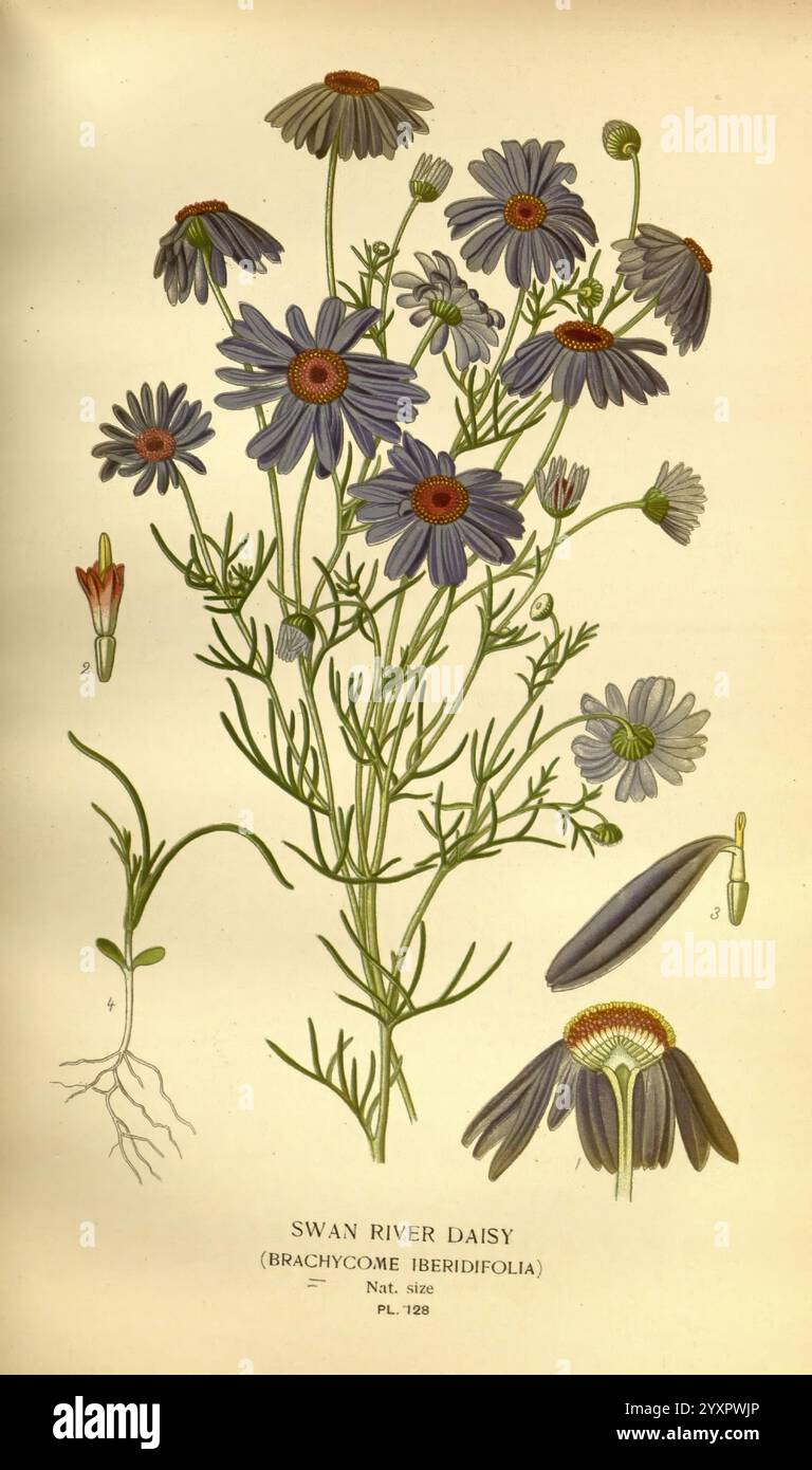 Fleurs préférées de jardin et de serre Londres et New York Frederick Warne & Co. 1896-97 France 19ème siècle Icônes floriculture Chromolithographie plantes ornementales Brachyscome Iberidifolia, l'illustration présente une représentation détaillée de la Marguerite de la rivière des cygnes, scientifiquement connue sous le nom de Brachycome iberidifolia. Cette plante à fleurs se caractérise par ses fleurs bleues et violettes saisissantes, qui sont disposées en grappes sur des tiges minces. Le feuillage se compose de feuilles finement divisées en forme de lance qui contribuent à l'aspect délicat de la plante. L'illustration principale est accompagnée de la Banque D'Images