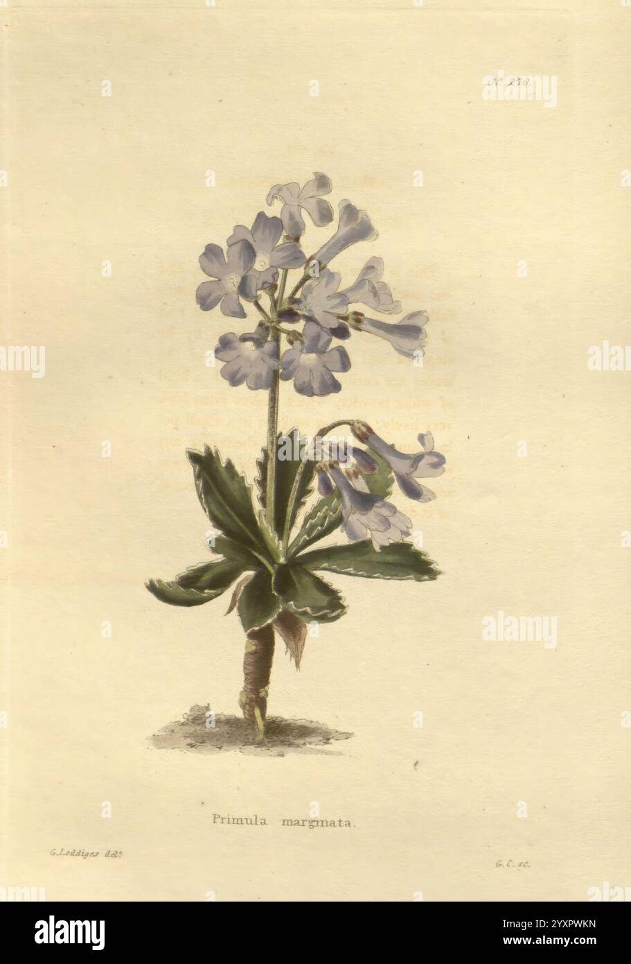 The Botanical Cabinet London, John & Arthur Arch, 1817-1833, Une illustration délicate de Primula marginata, mettant en valeur ses élégantes grappes de fleurs bleu clair aux bords violets pâles. La plante présente de larges feuilles vertes à sa base, contribuant à son aspect luxuriant. La tige est mince et droite, soutenant le charmant arrangement floral qui rayonne un sentiment de tranquillité et de beauté. Cette représentation capture la grâce naturelle de l'espèce, reflétant ses caractéristiques uniques et ses détails exquis. Banque D'Images