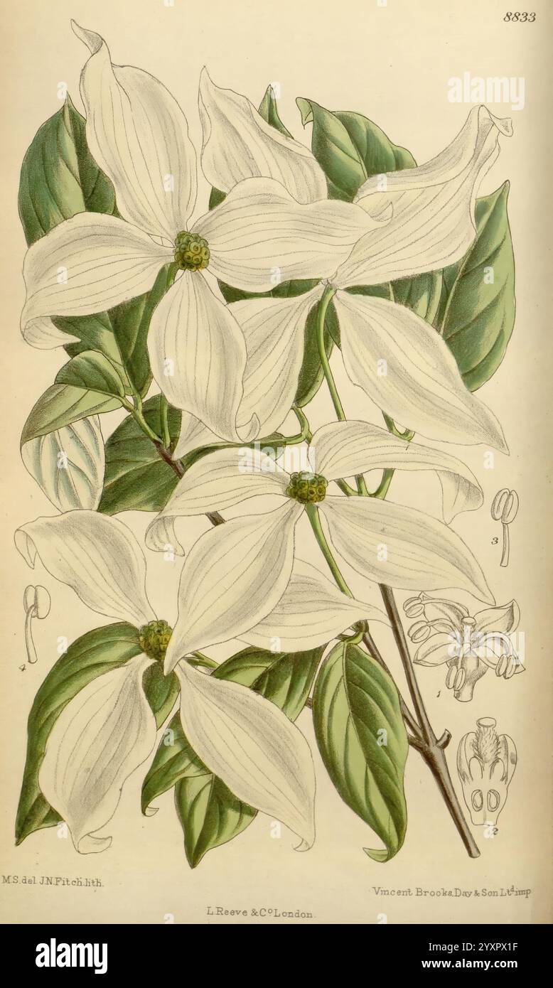 Curtis's Botanical Magazine Londres New York Botanical illustration botanique périodiques œuvres picturales plantes ornementales Curtis Cornus Kousa Corogwood taxonomie : famille = Cornaceae Chine Corée Japon Matilda Smith Women in Science, Une illustration botanique mettant en vedette un groupe de fleurs blanches élégantes entourées de feuilles vertes luxuriantes. Les fleurs, caractérisées par leurs bractées ressemblant à des pétales et leurs centres jaunes distincts, sont représentées avec des détails complexes qui mettent en évidence leur structure délicate. L'arrangement comprend à la fois des fleurs entièrement ouvertes et des bourgeons fermés, offrant un aperçu des différentes étapes Banque D'Images